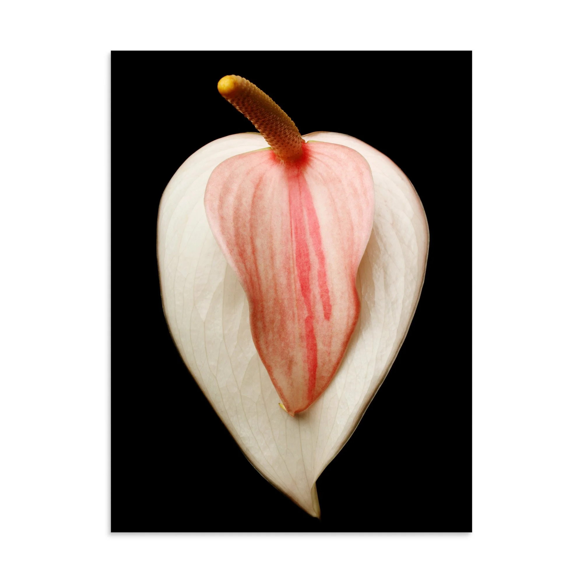 enhanced-matte-paper-poster-(in)-30x40-front-6a7748654cbe0.jpg