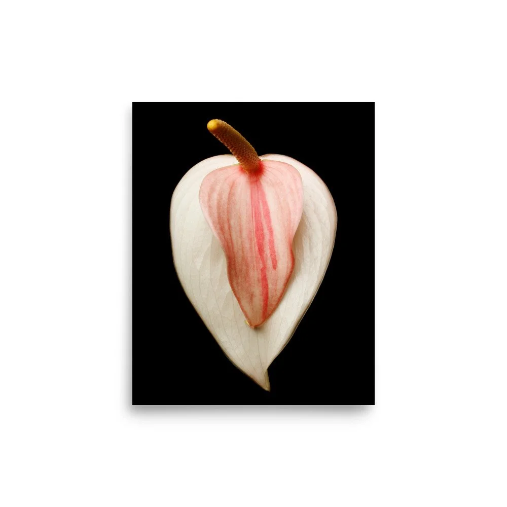enhanced-matte-paper-poster-(in)-8x10-front-6a7748654cc4b.jpg