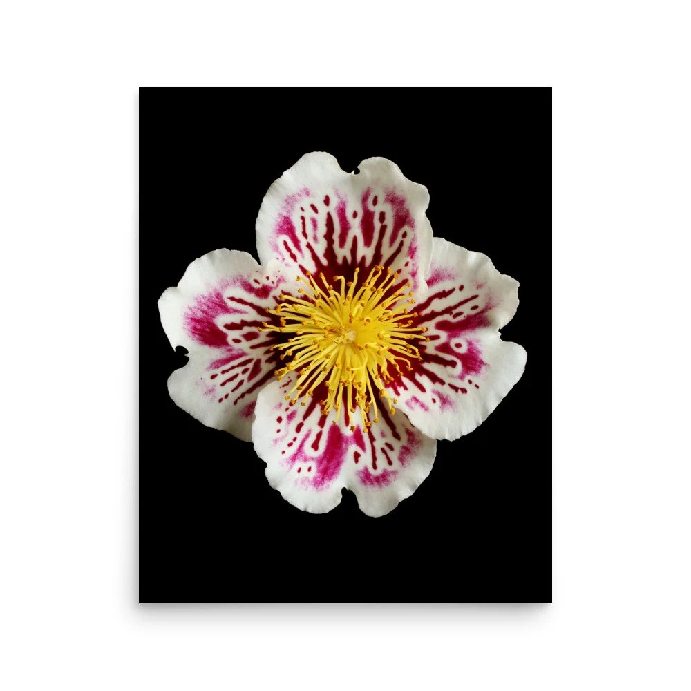 enhanced-matte-paper-poster-(in)-16x20-front-6a77603eaa8c9.jpg