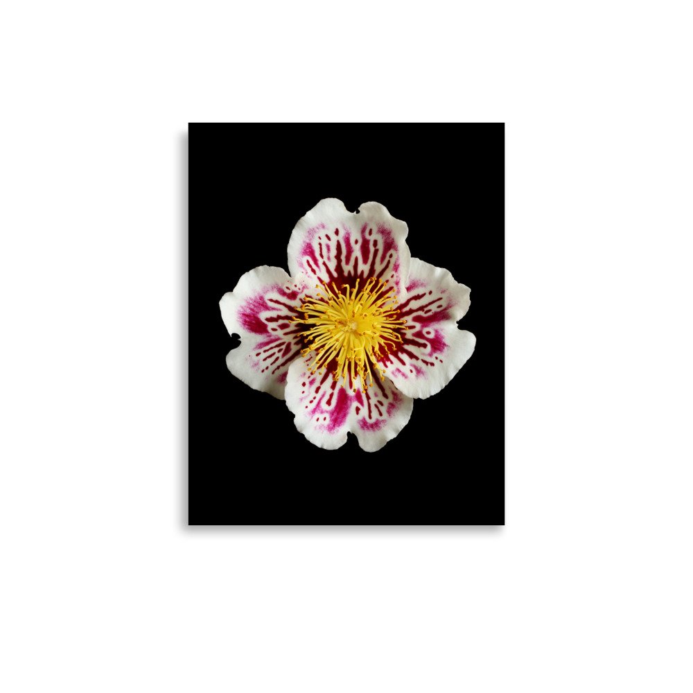 enhanced-matte-paper-poster-(in)-11x14-front-6a77603eab1f4.jpg
