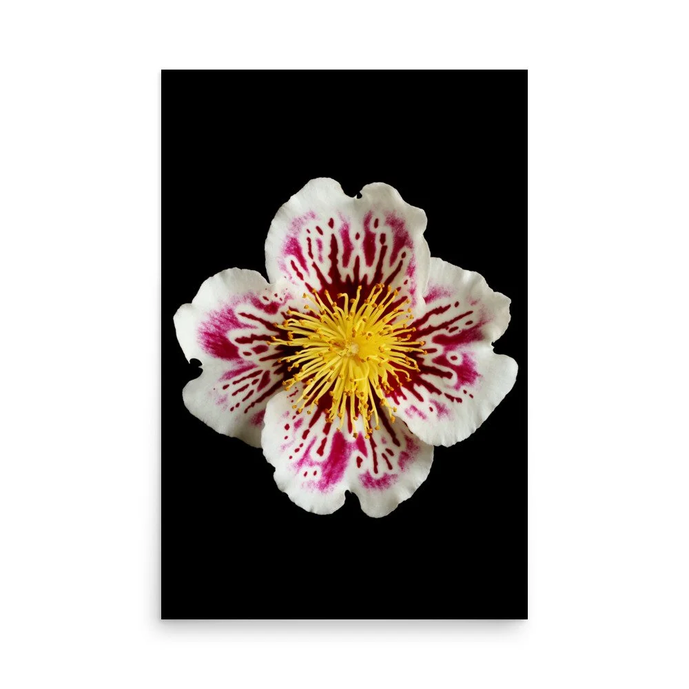 enhanced-matte-paper-poster-(in)-24x36-front-6a77603eab283.jpg