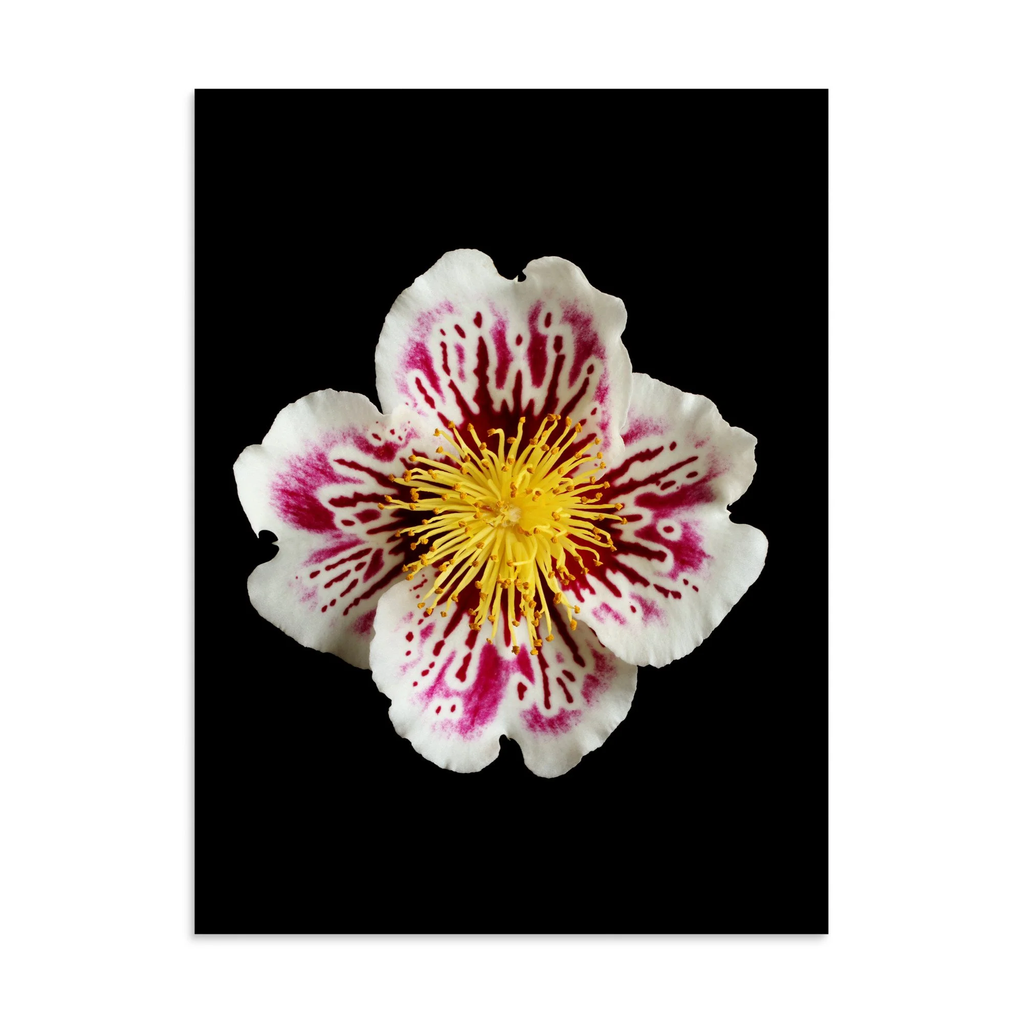 enhanced-matte-paper-poster-(in)-30x40-front-6a77603eab2c8.jpg