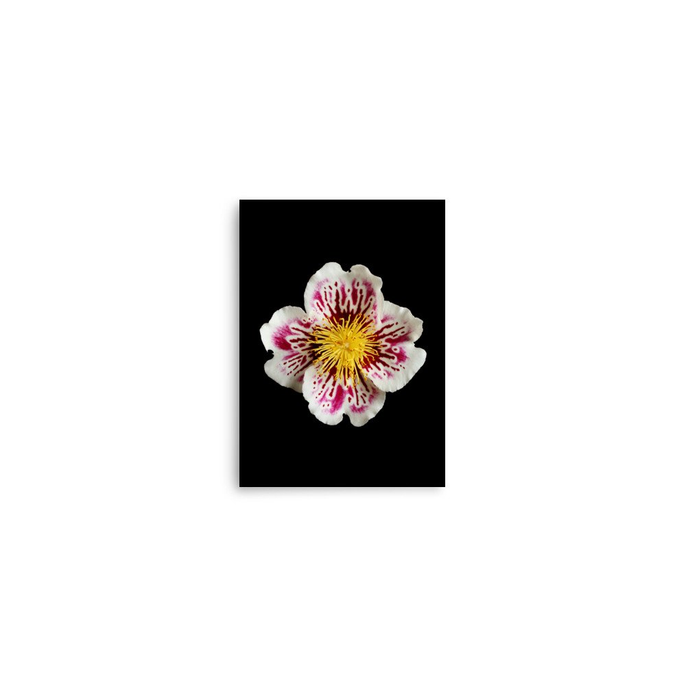 enhanced-matte-paper-poster-(in)-5x7-front-6a77603eab2e7.jpg