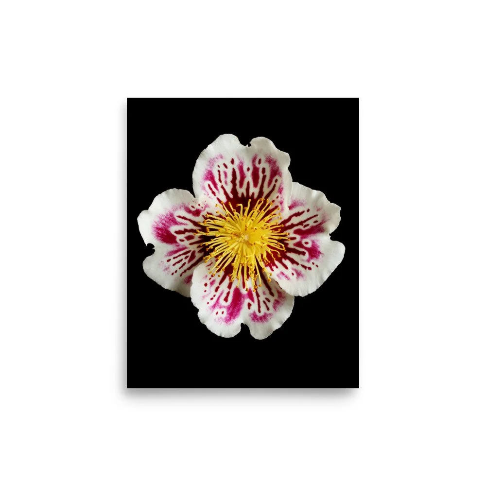 enhanced-matte-paper-poster-(in)-8x10-front-6a77603eab31e.jpg