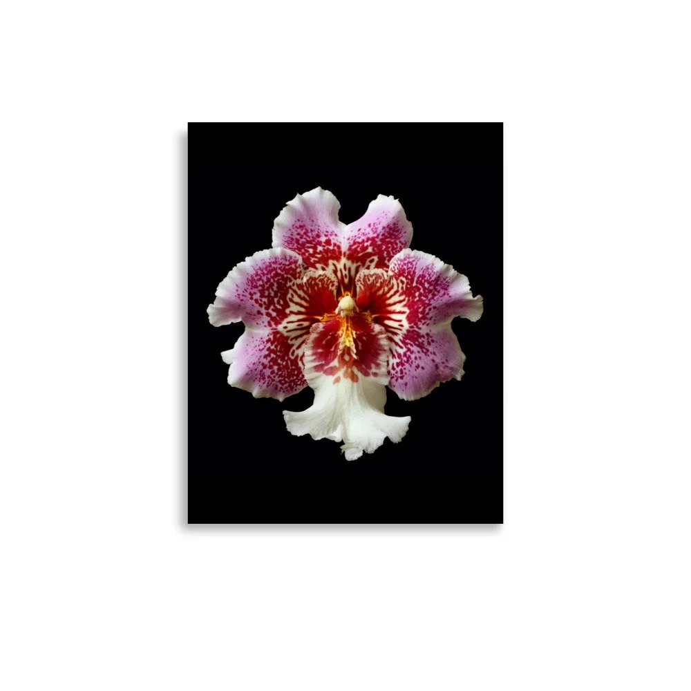 enhanced-matte-paper-poster-(in)-11x14-front-6a7774f8452ae.jpg
