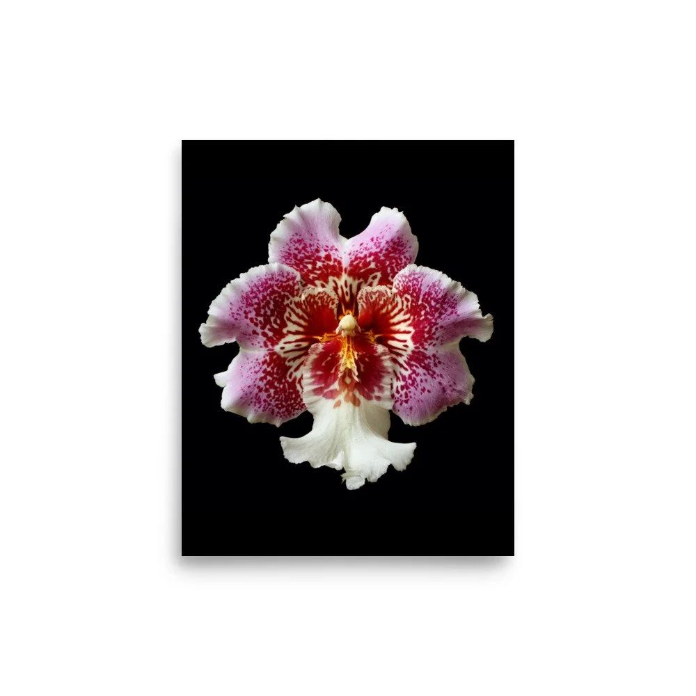 enhanced-matte-paper-poster-(in)-8x10-front-6a7774f8453f2.jpg