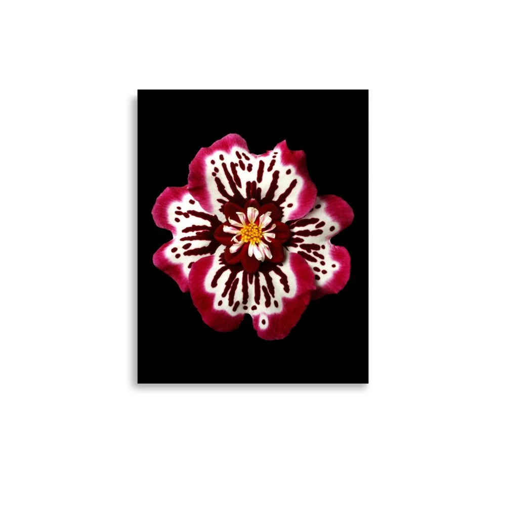 enhanced-matte-paper-poster-(in)-11x14-front-6a7779822634d.jpg