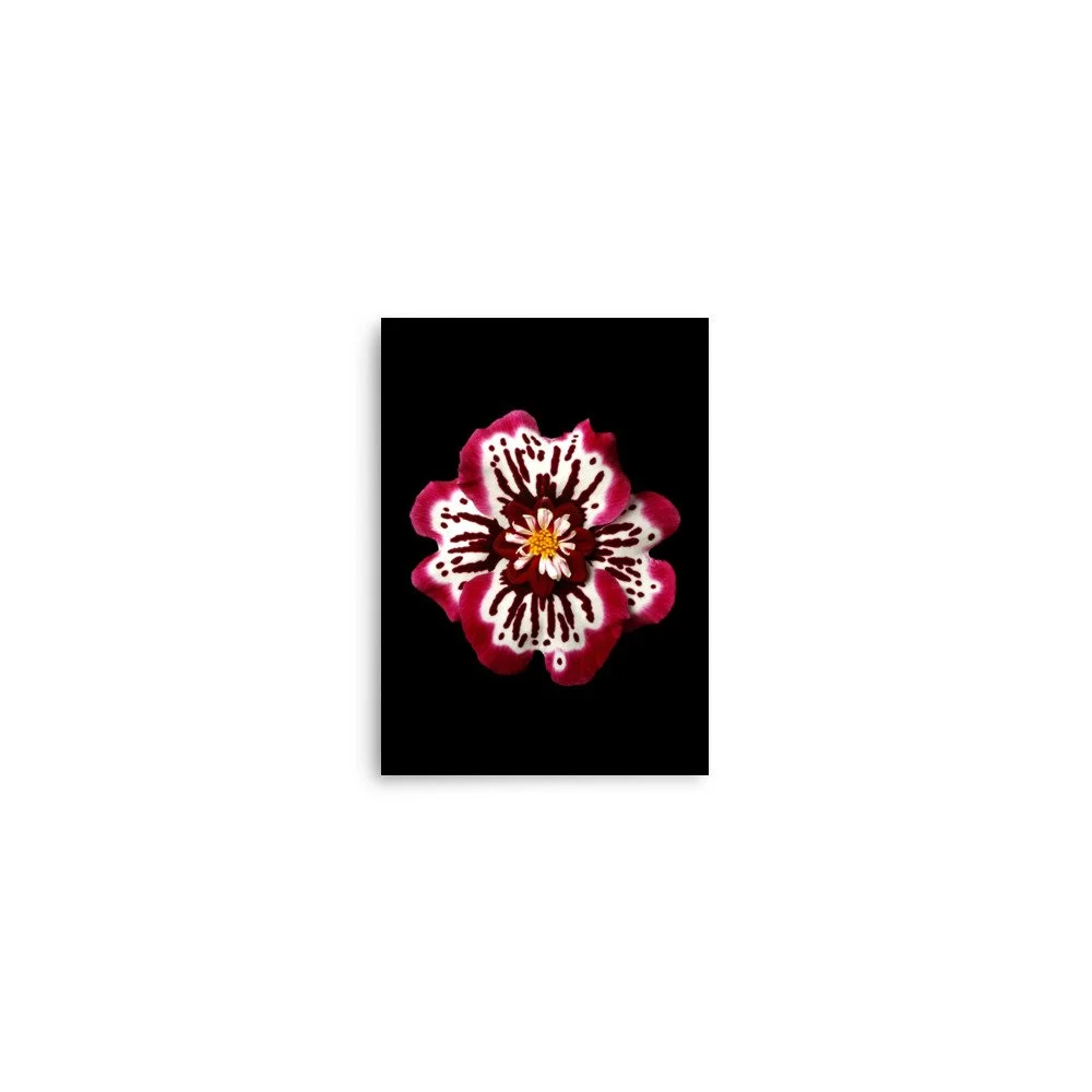 enhanced-matte-paper-poster-(in)-5x7-front-6a7779822642e.jpg