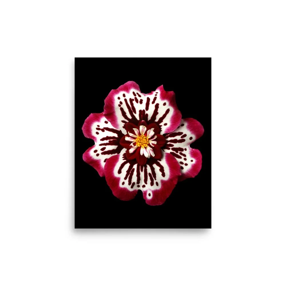 enhanced-matte-paper-poster-(in)-8x10-front-6a77798226468.jpg