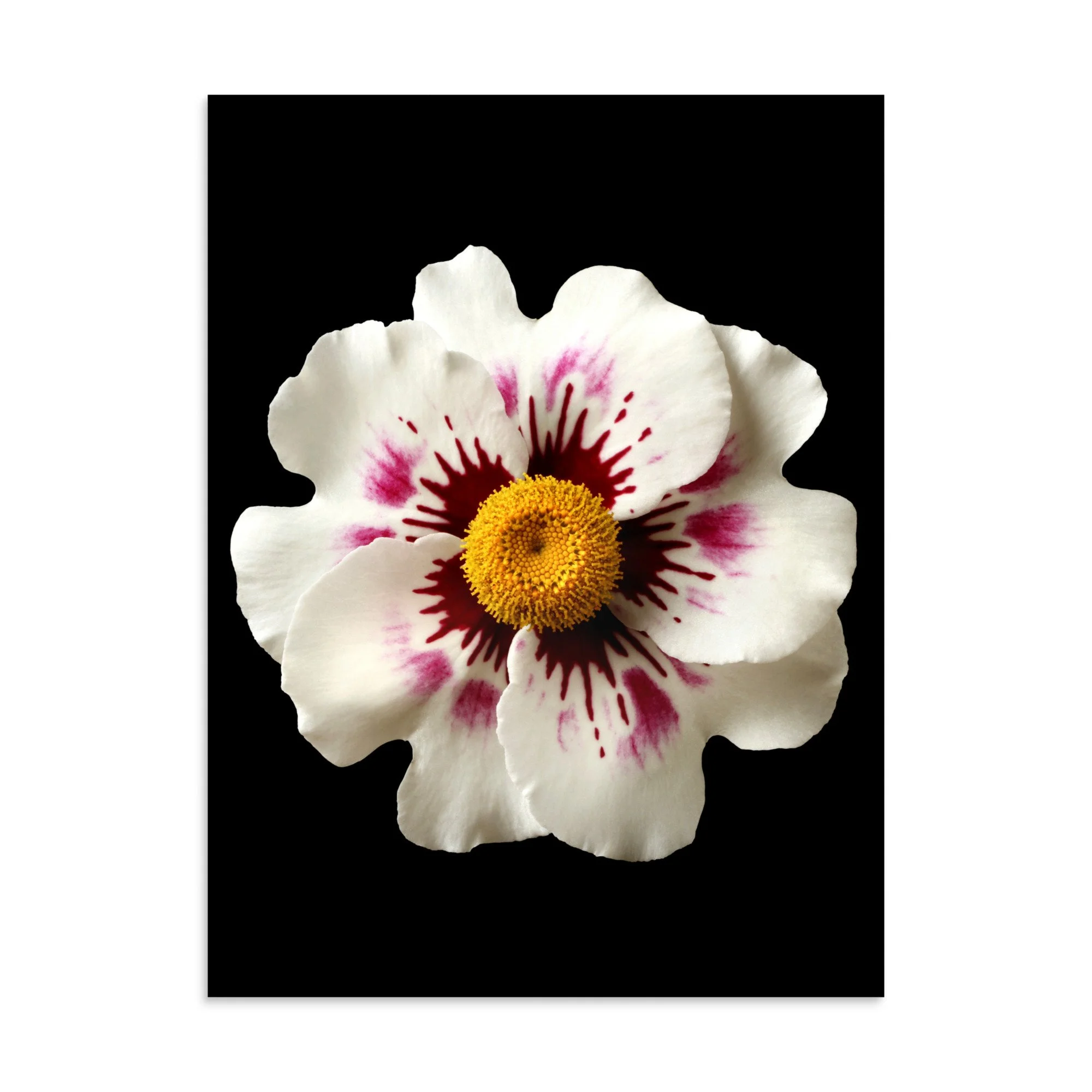 enhanced-matte-paper-poster-(in)-30x40-front-6a777b694e309.jpg