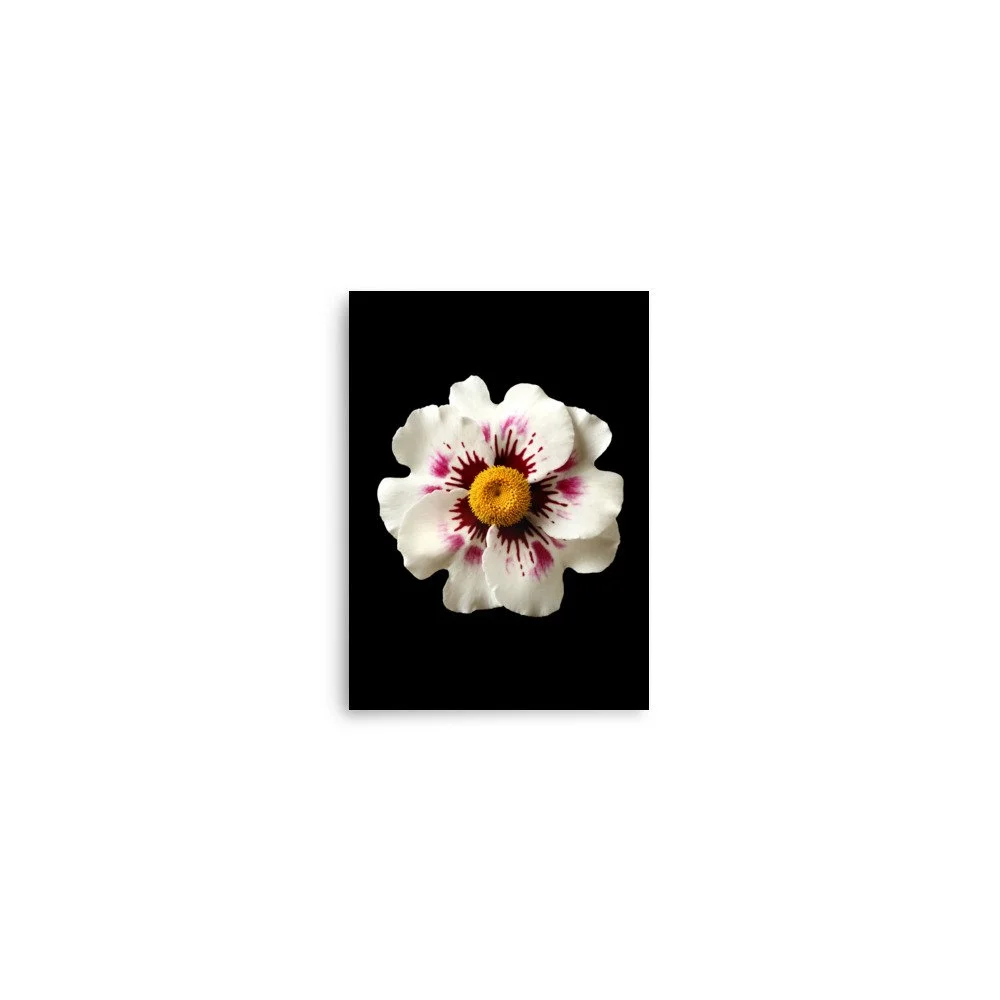 enhanced-matte-paper-poster-(in)-5x7-front-6a777b694e33d.jpg