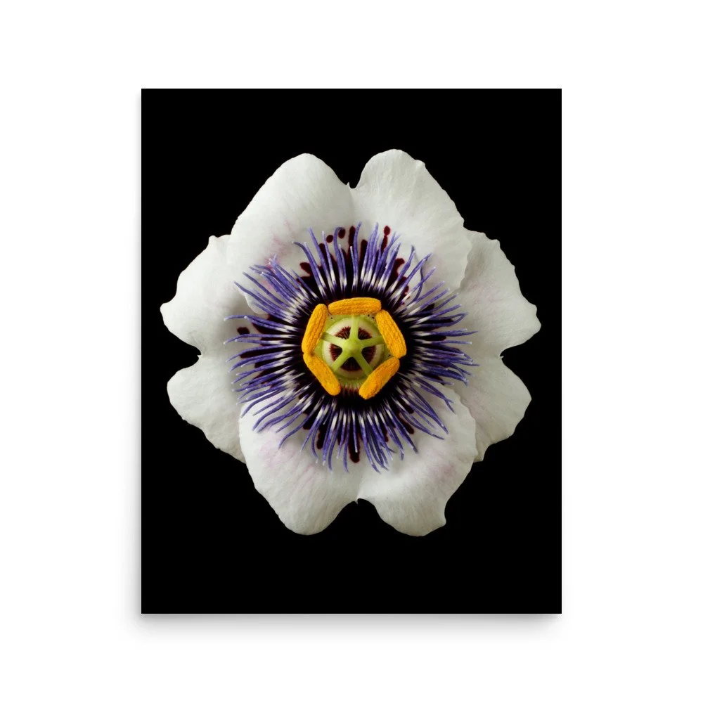 enhanced-matte-paper-poster-(in)-16x20-front-6a77826d7a06a.jpg