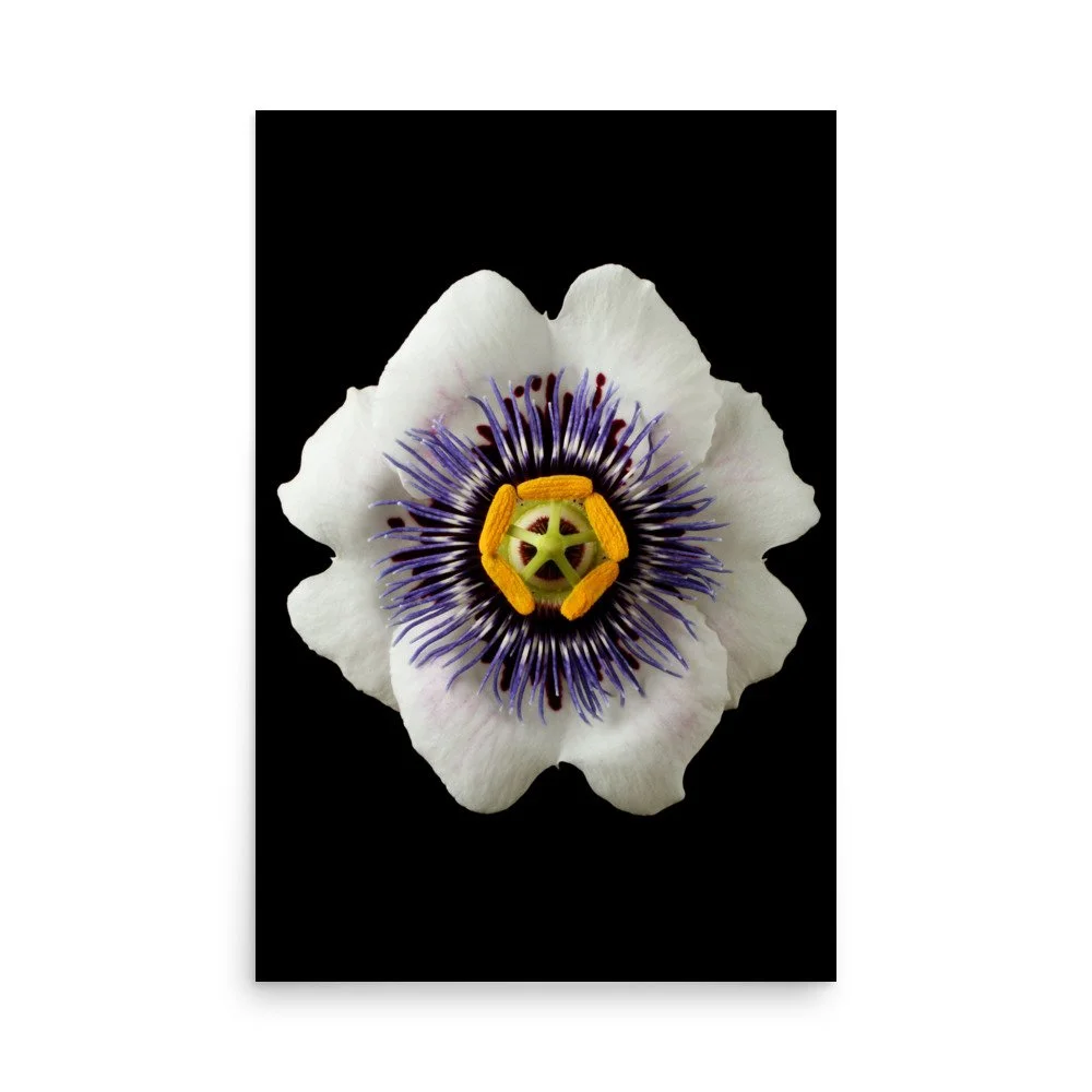 enhanced-matte-paper-poster-(in)-24x36-front-6a77826d7a95f.jpg