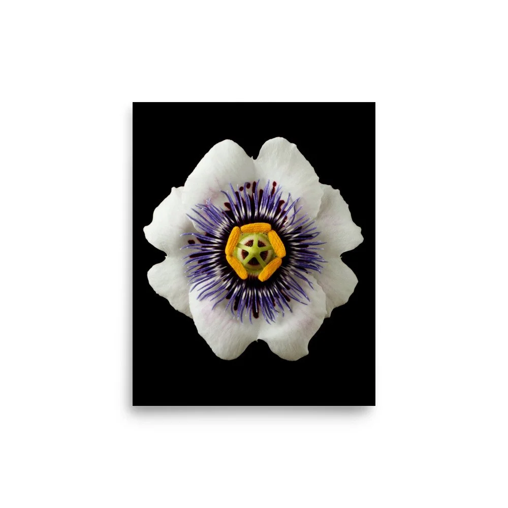 enhanced-matte-paper-poster-(in)-8x10-front-6a77826d7aa5c.jpg