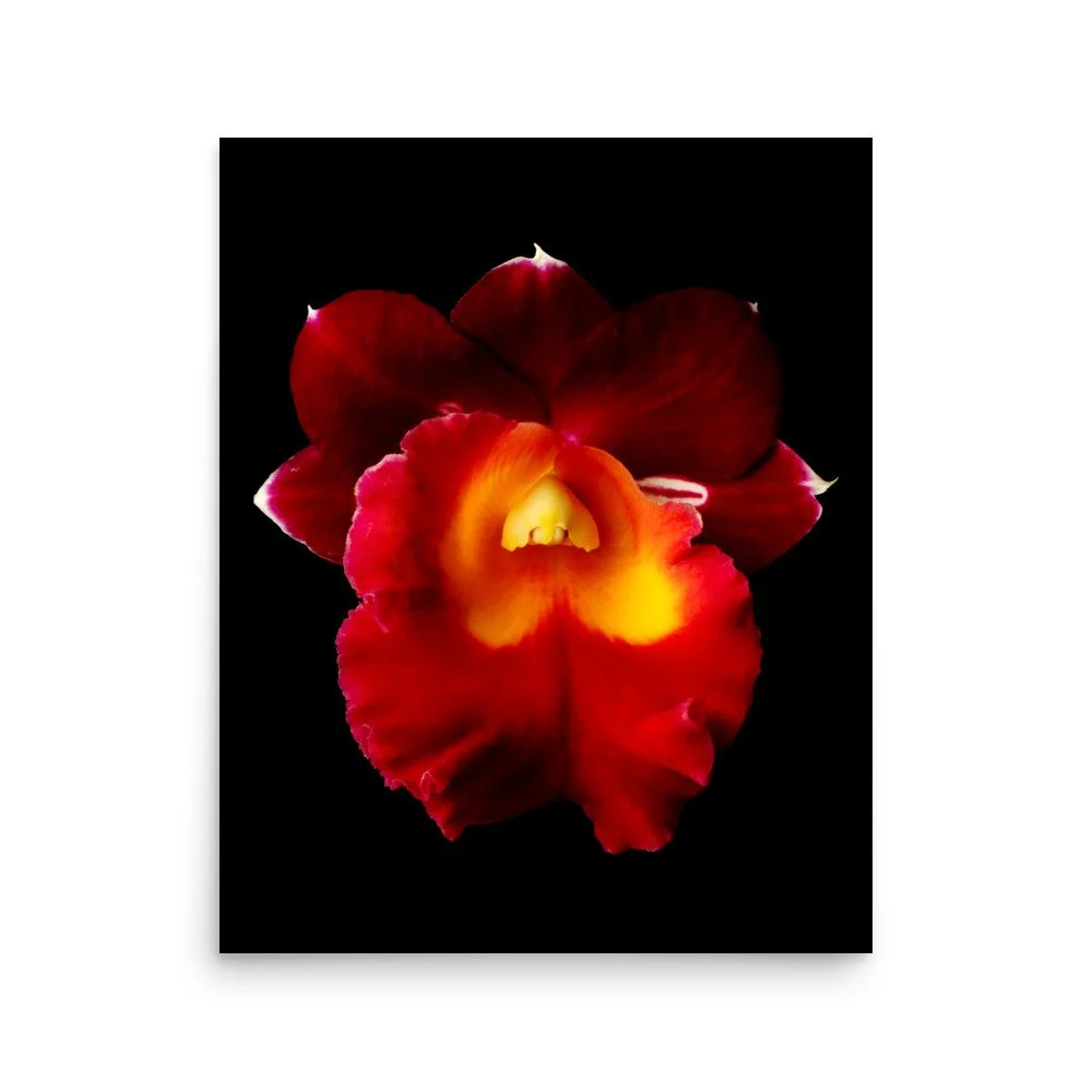 enhanced-matte-paper-poster-(in)-16x20-front-6a77fe2b0565d.jpg