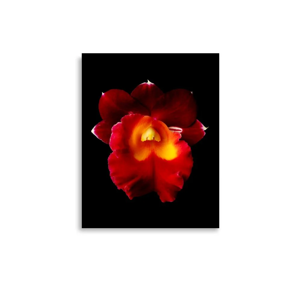 enhanced-matte-paper-poster-(in)-11x14-front-6a77fe2b05f7f.jpg