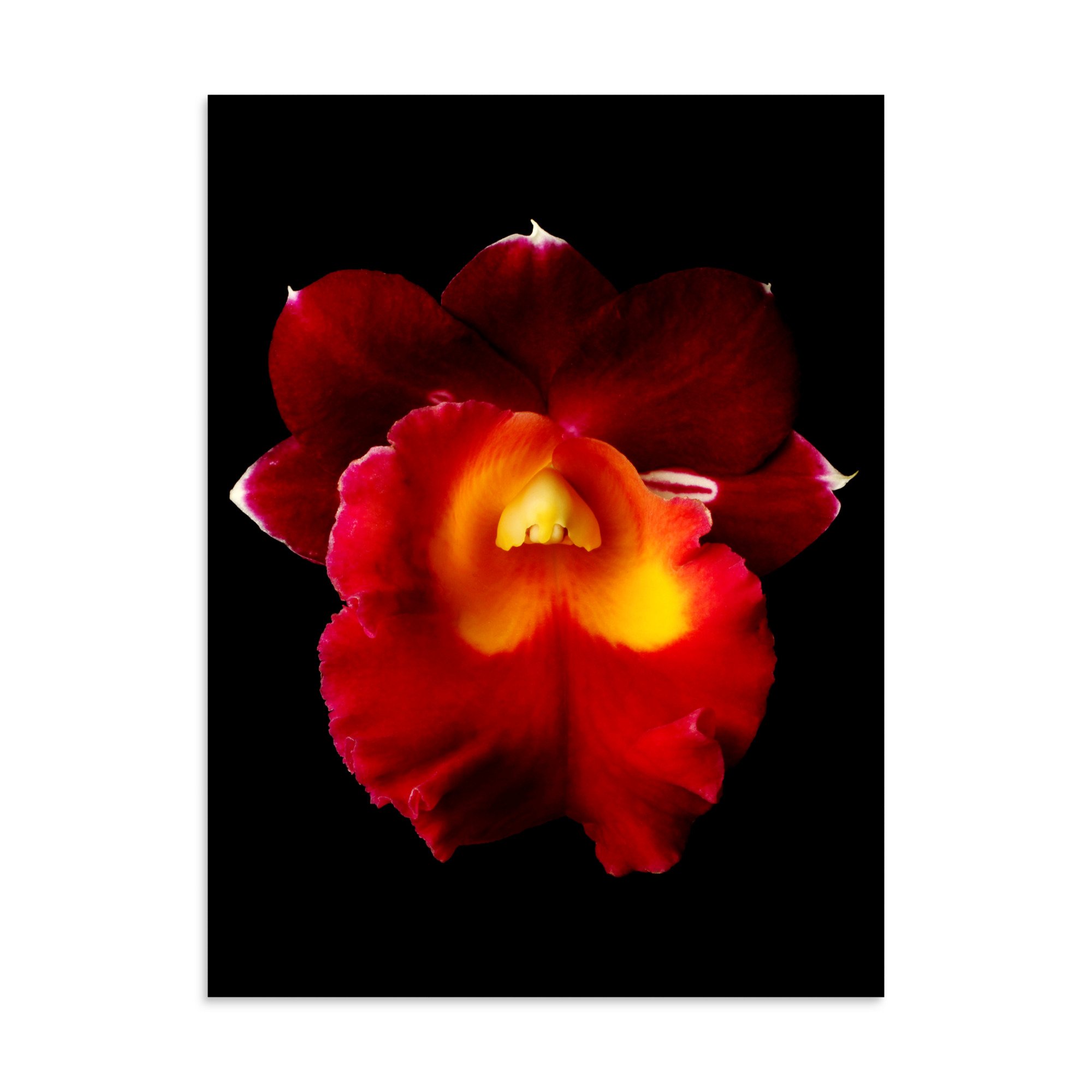 enhanced-matte-paper-poster-(in)-30x40-front-6a77fe2b0604d.jpg