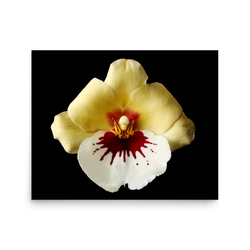enhanced-matte-paper-poster-(in)-16x20-front-6a7808326bb0f.jpg
