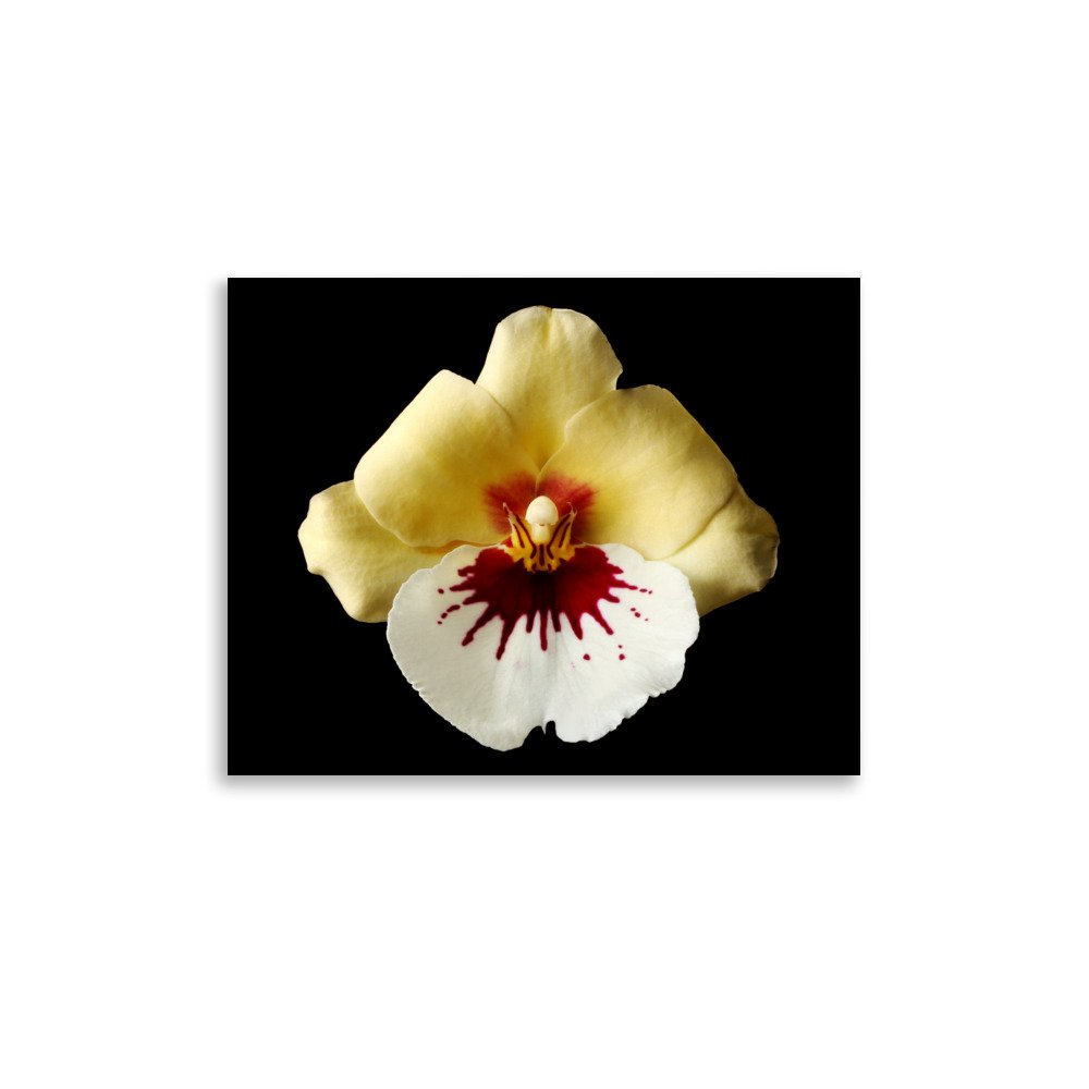 enhanced-matte-paper-poster-(in)-11x14-front-6a7808326c32f.jpg