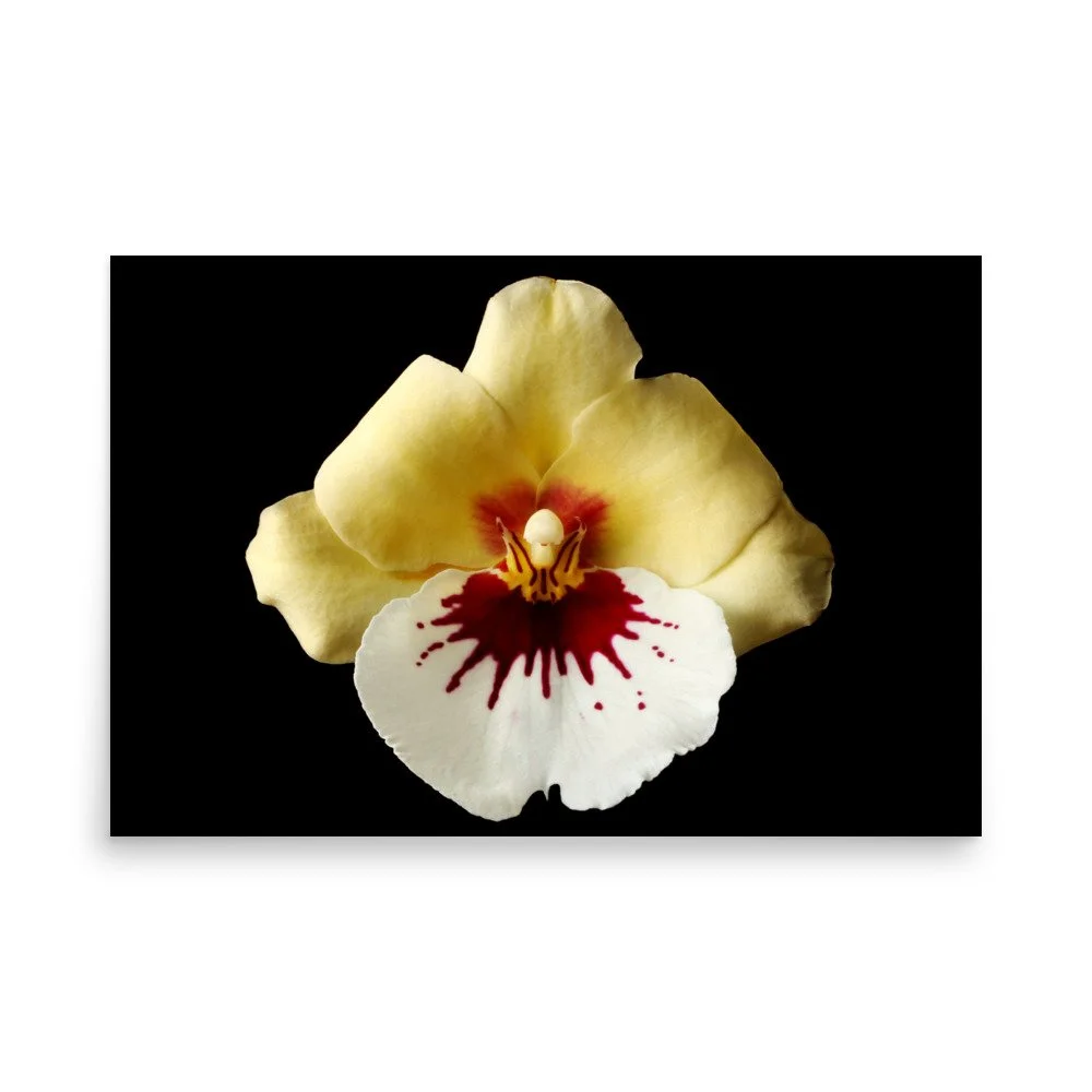 enhanced-matte-paper-poster-(in)-24x36-front-6a7808326c3b0.jpg