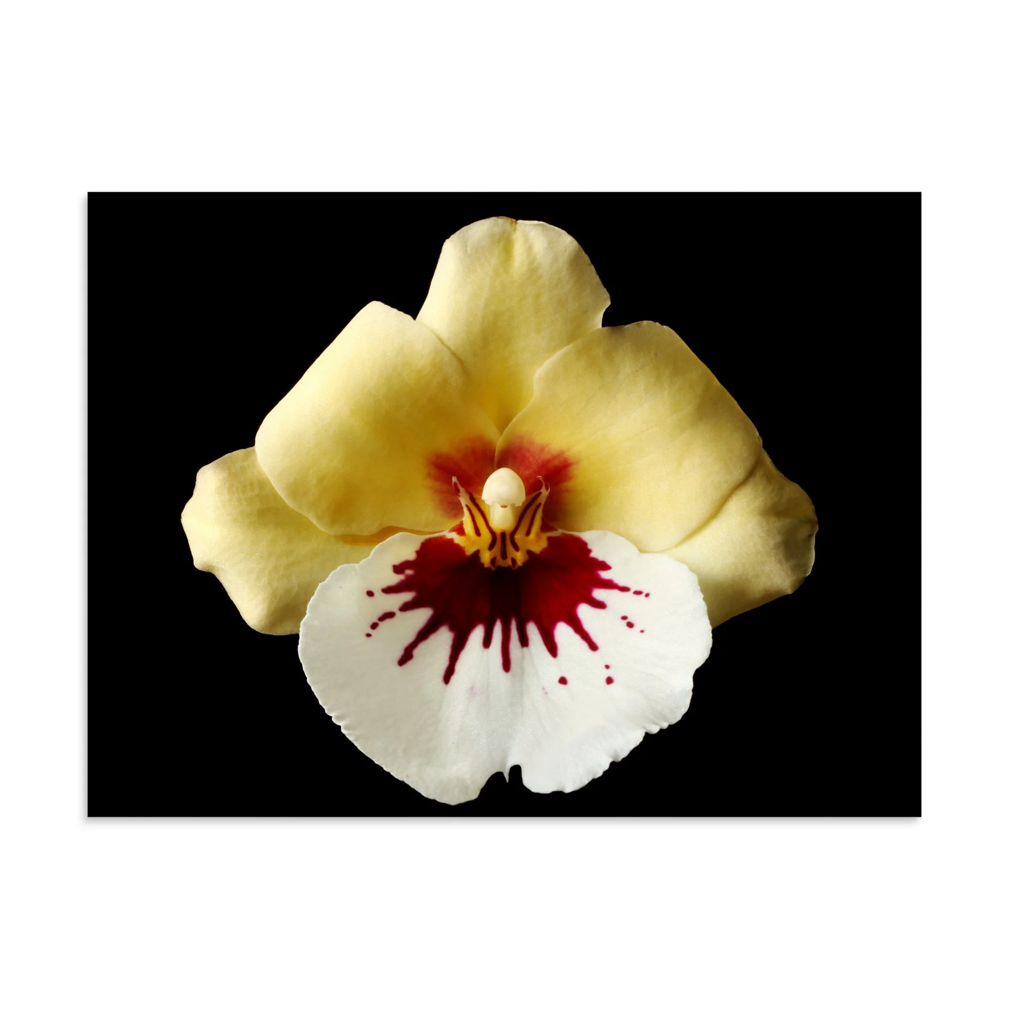 enhanced-matte-paper-poster-(in)-30x40-front-6a7808326c3f8.jpg
