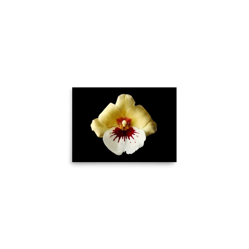 enhanced-matte-paper-poster-(in)-5x7-front-6a7808326c416.jpg
