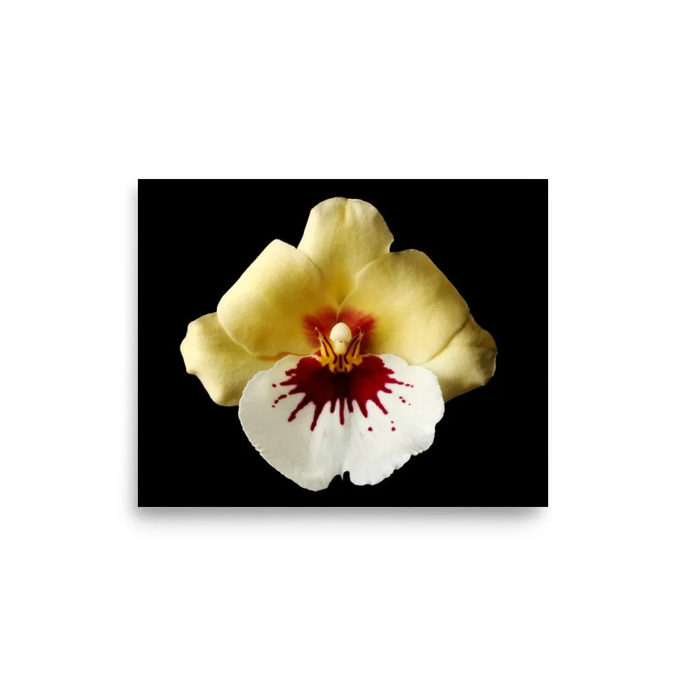 enhanced-matte-paper-poster-(in)-8x10-front-6a7808326c458.jpg