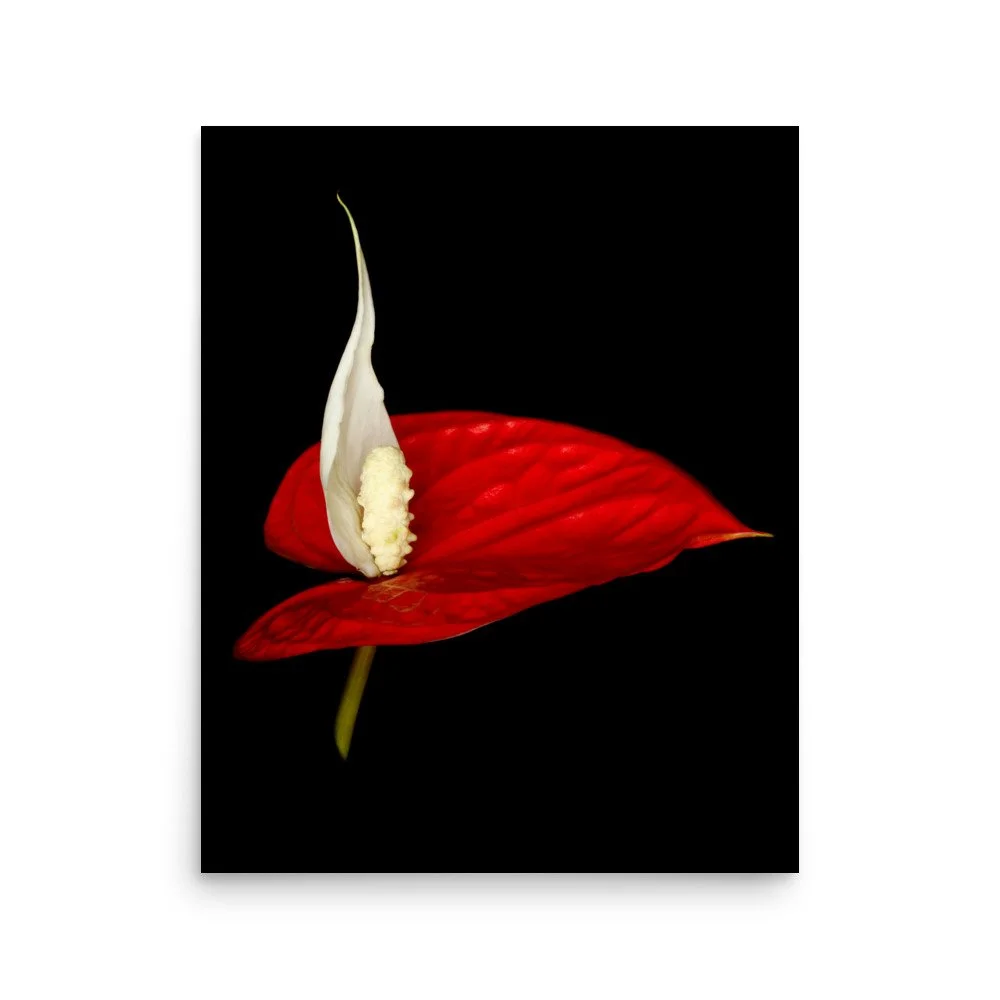 enhanced-matte-paper-poster-(in)-16x20-front-6a788a465b78d.jpg