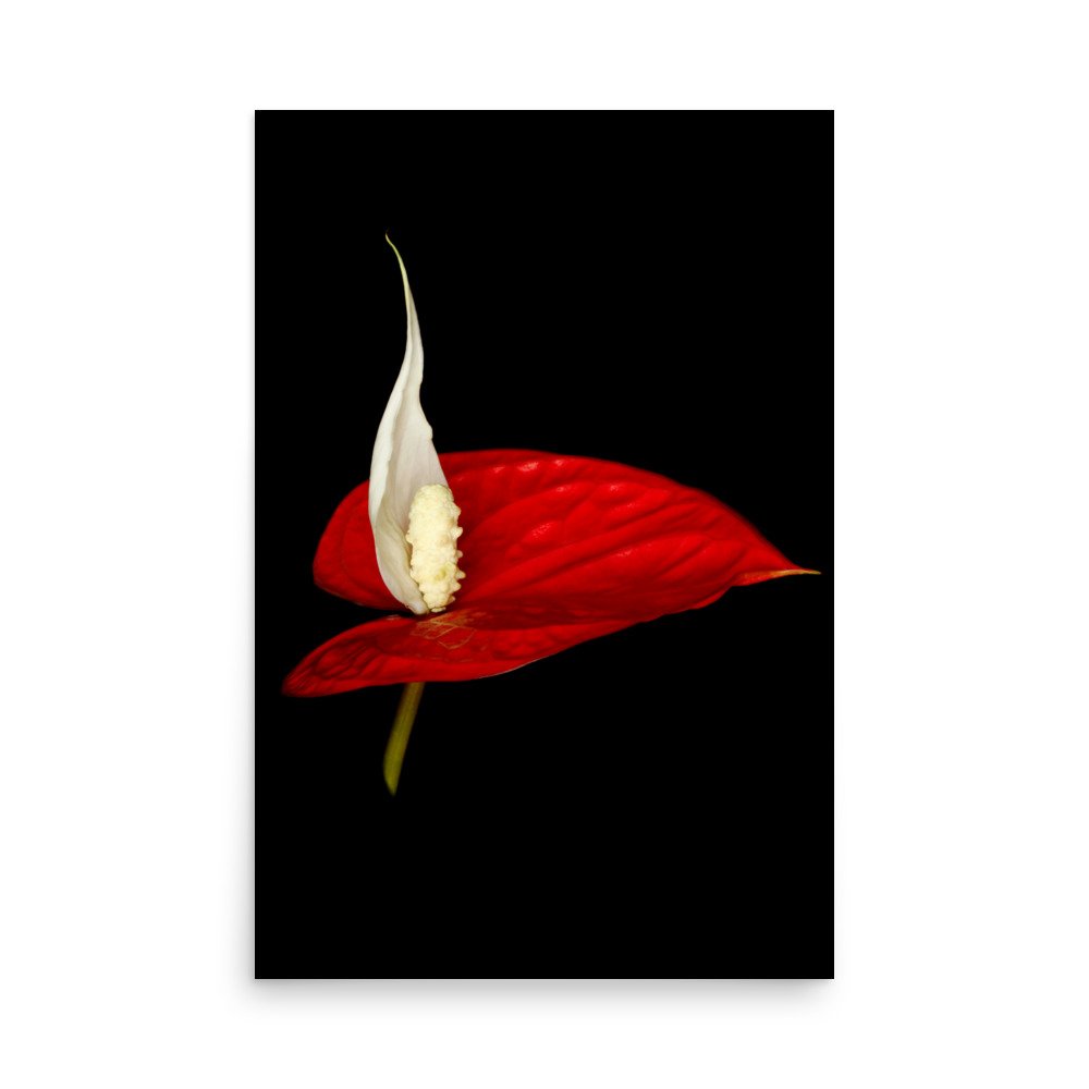 enhanced-matte-paper-poster-(in)-24x36-front-6a788a465c2be.jpg