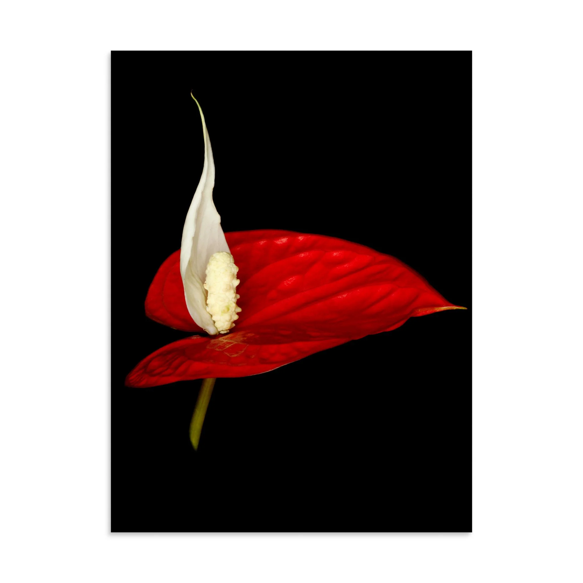 enhanced-matte-paper-poster-(in)-30x40-front-6a788a465c301.jpg