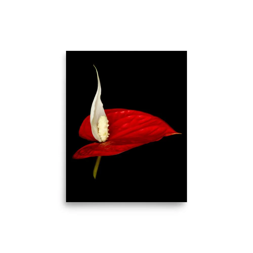 enhanced-matte-paper-poster-(in)-8x10-front-6a788a465c353.jpg