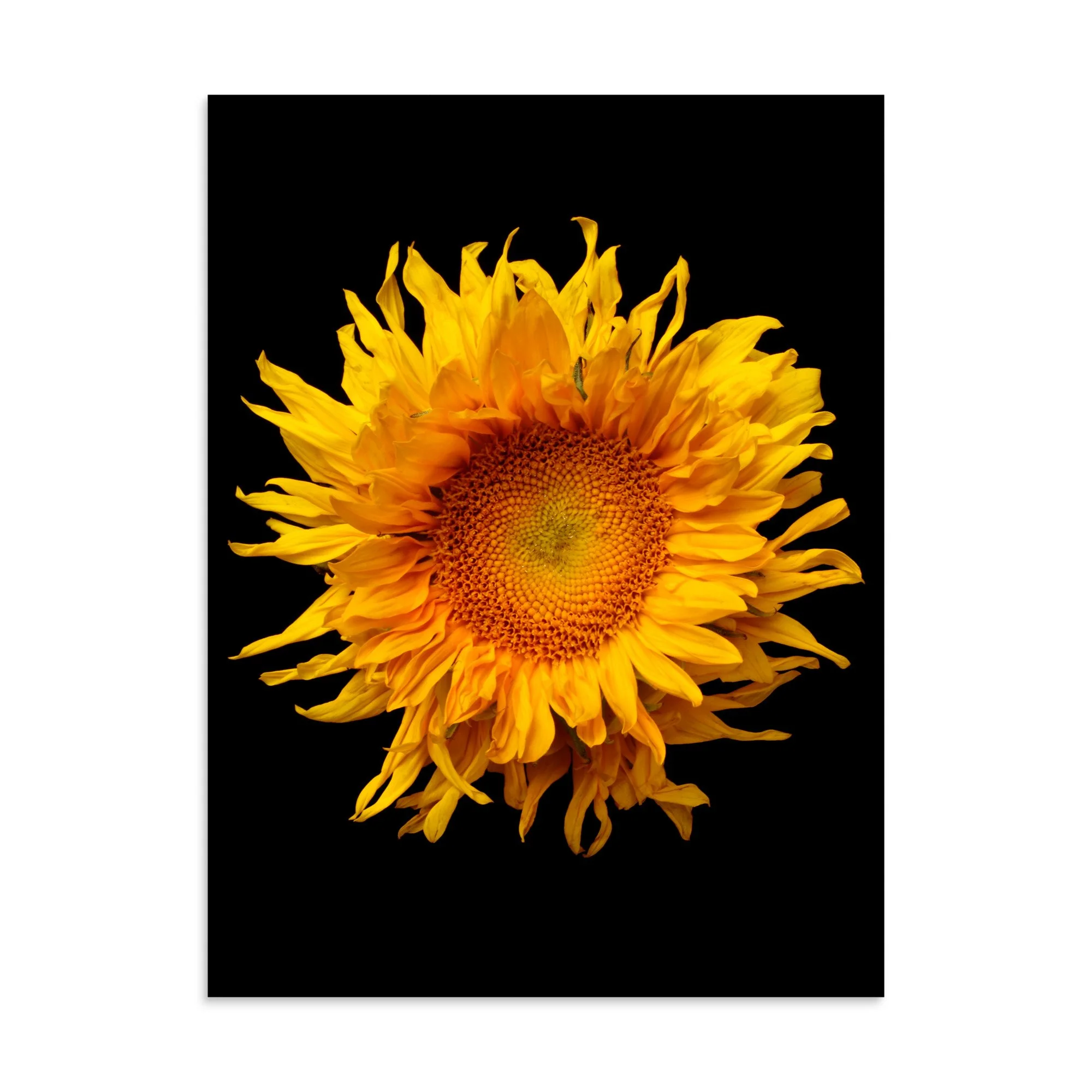 enhanced-matte-paper-poster-(in)-30x40-front-6a78a04f14d7f.jpg