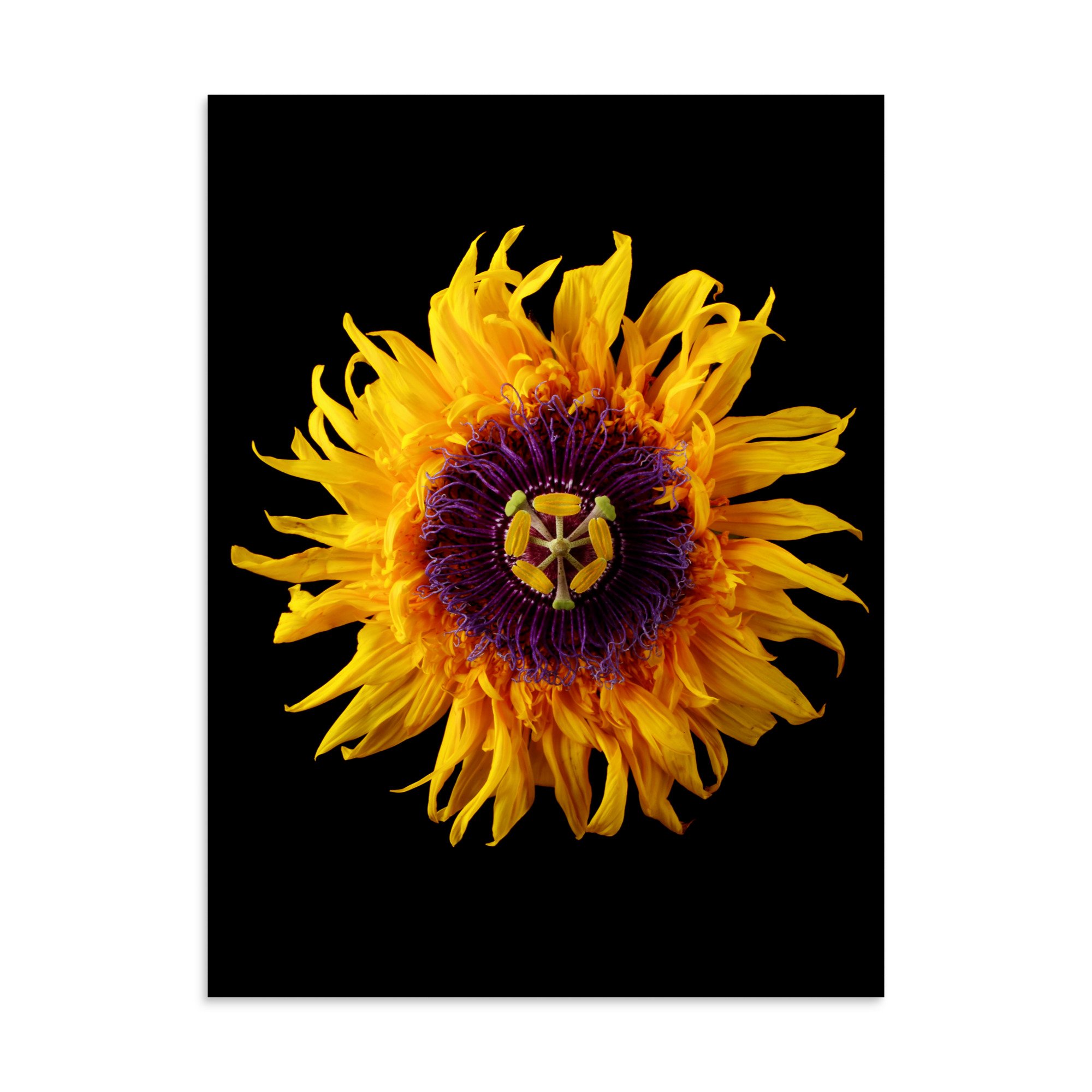 enhanced-matte-paper-poster-(in)-30x40-front-6a78a9bbb216d.jpg