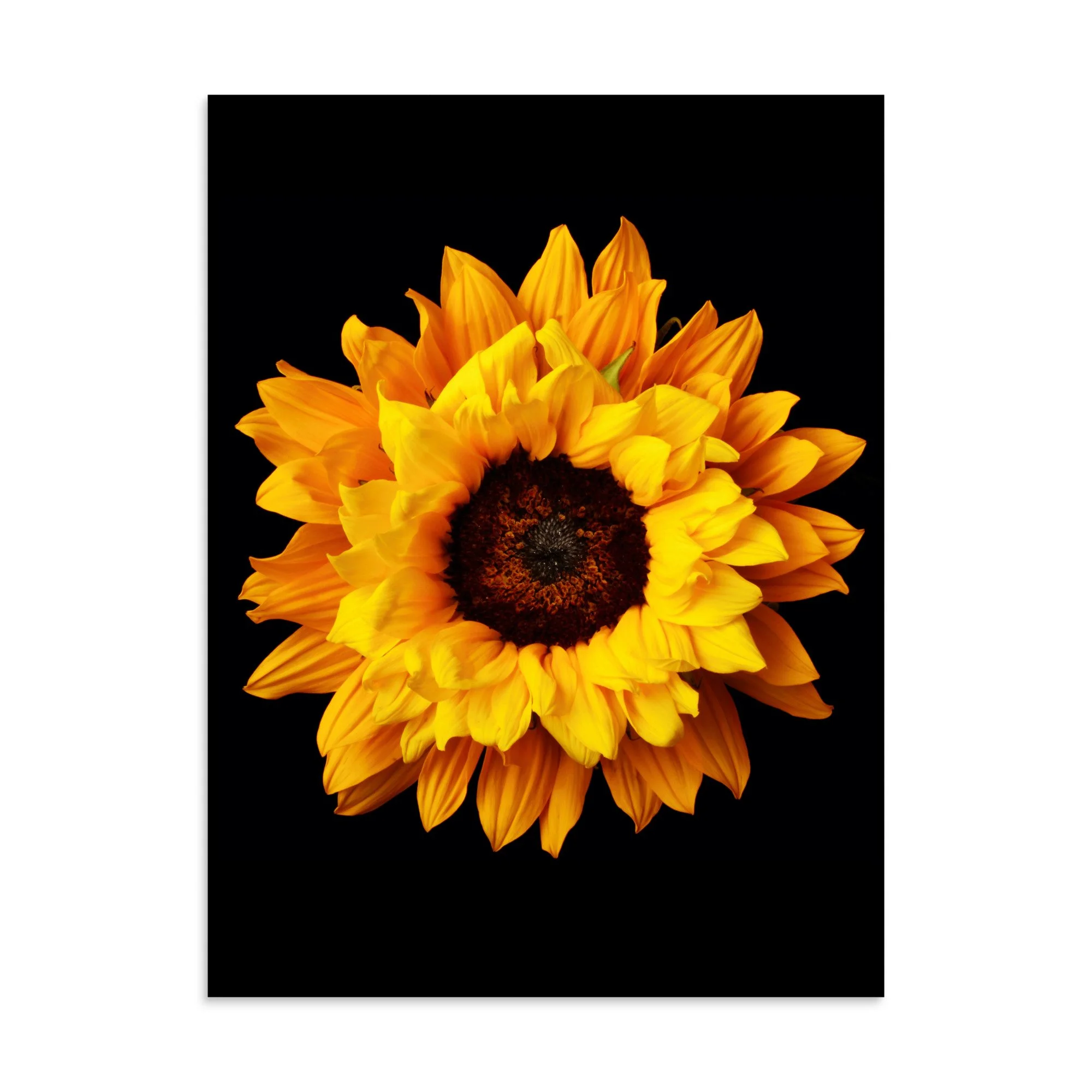 enhanced-matte-paper-poster-(in)-30x40-front-6a78c9673e53f.jpg