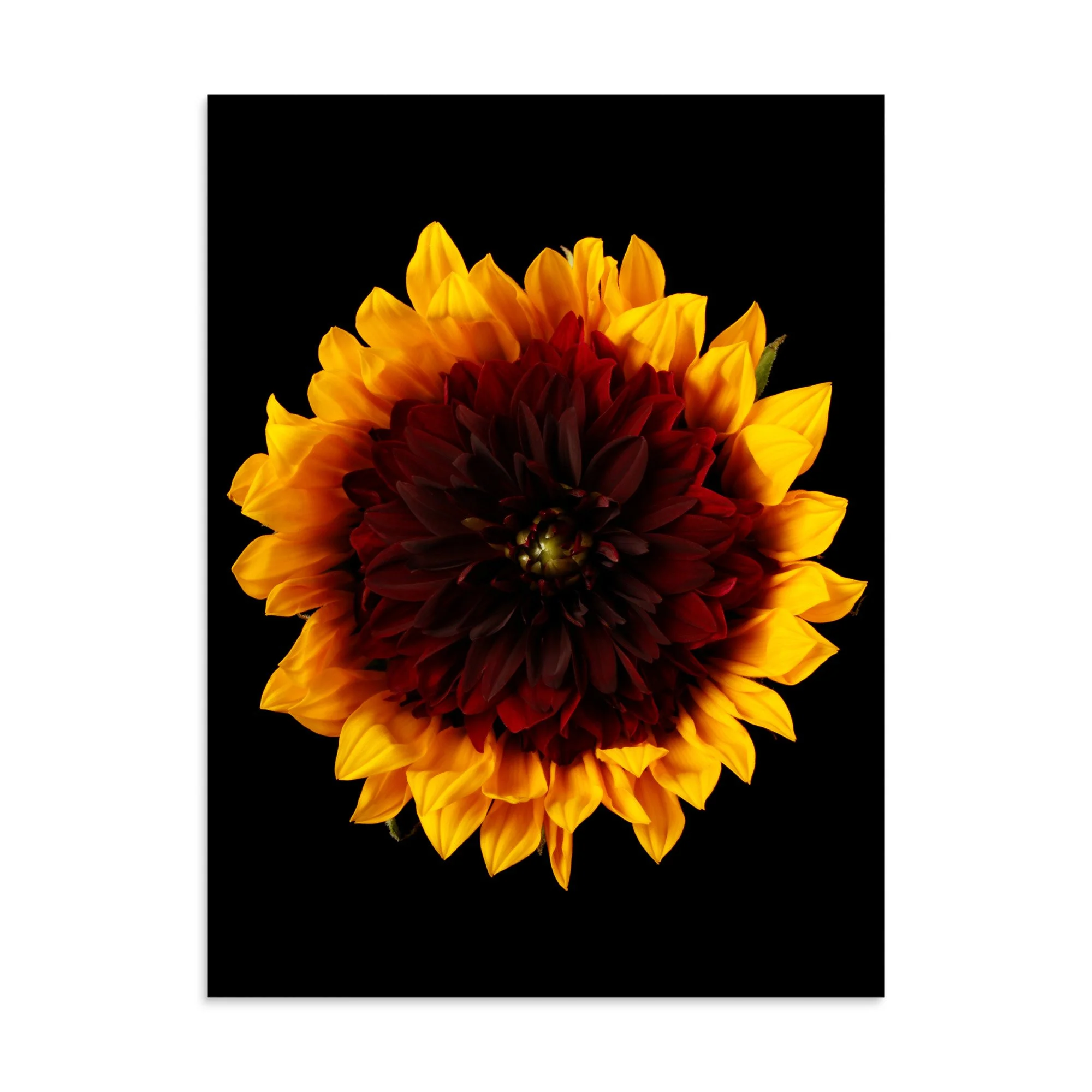 enhanced-matte-paper-poster-(in)-30x40-front-6a78cc14f3be9.jpg