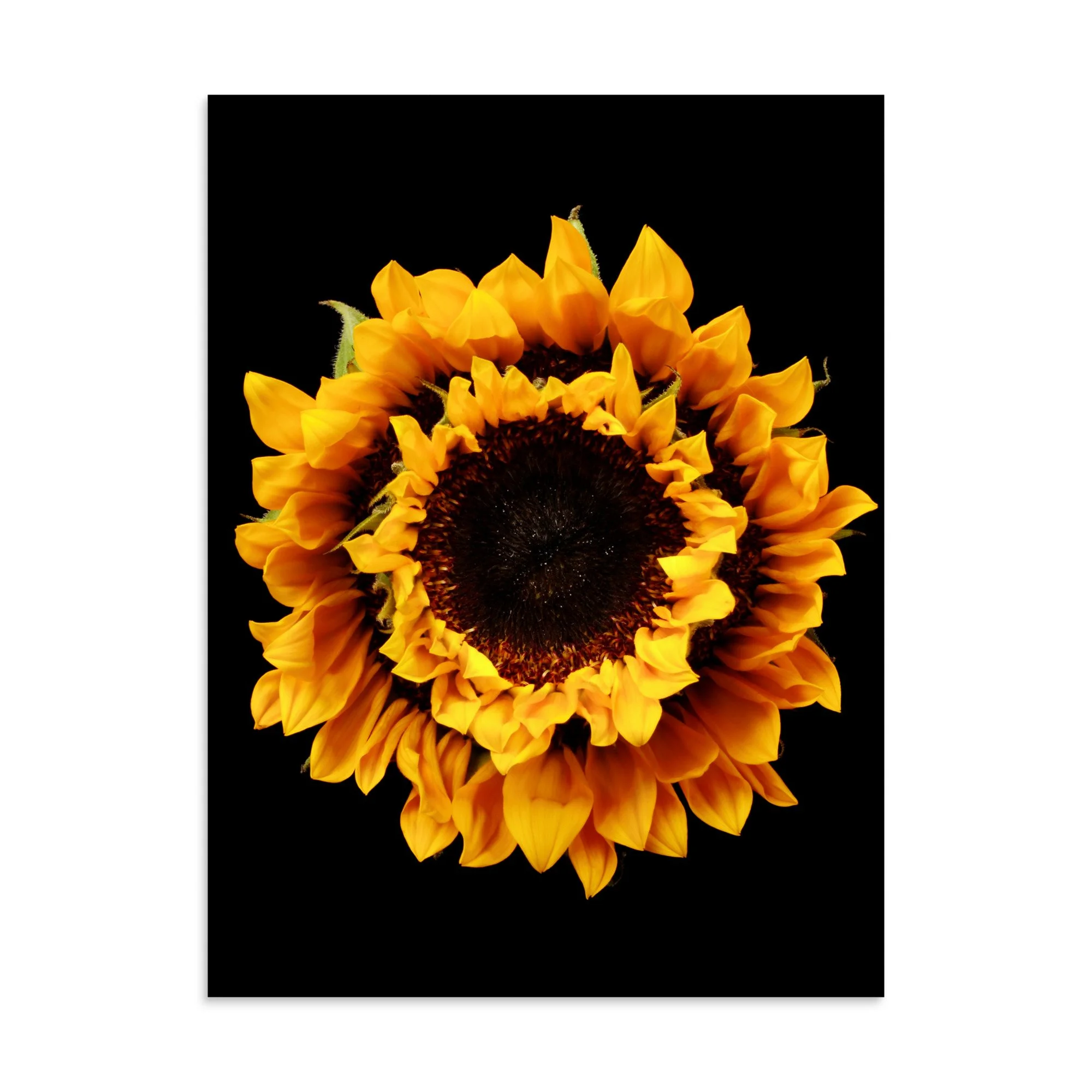 enhanced-matte-paper-poster-(in)-30x40-front-6a78cf05eb179.jpg