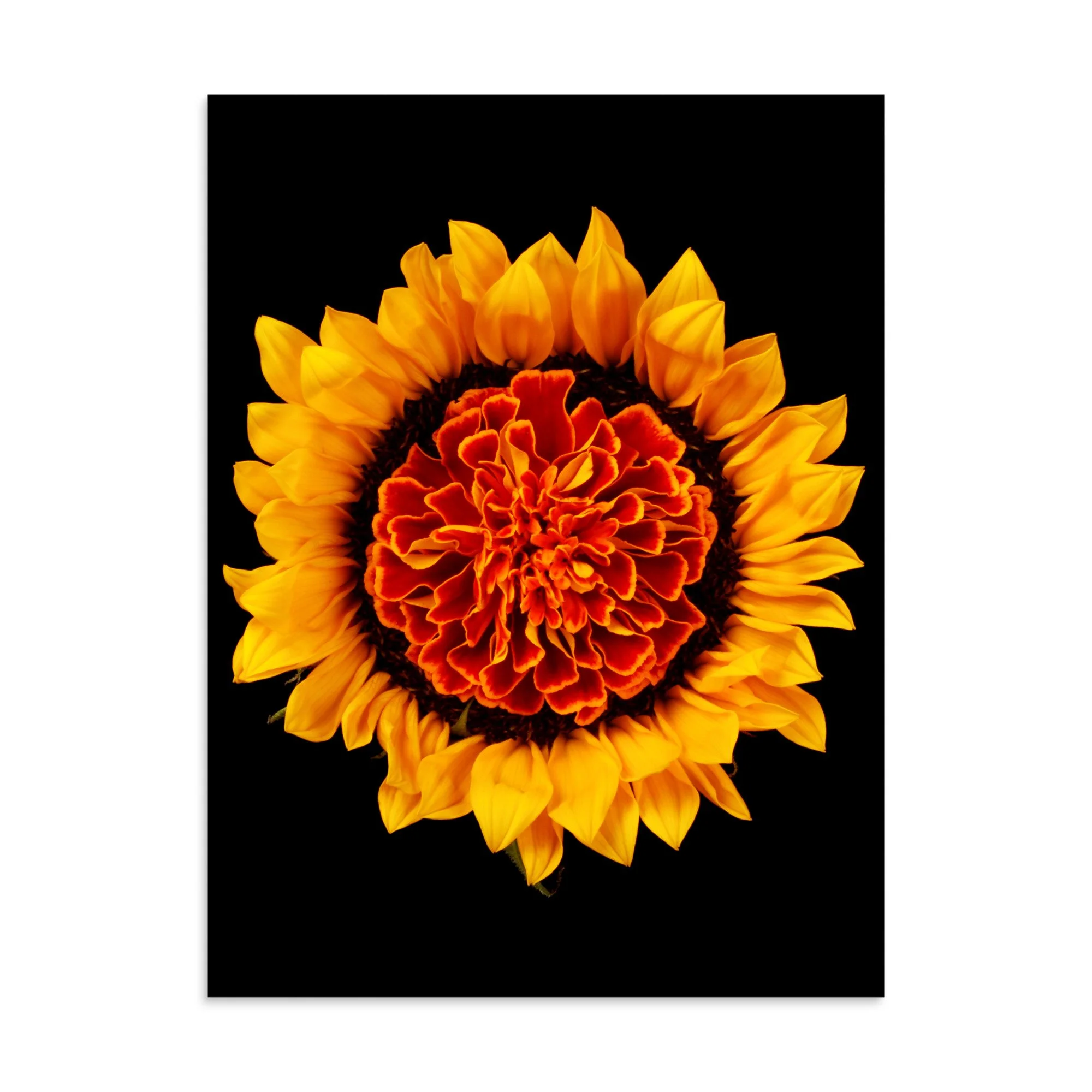 enhanced-matte-paper-poster-(in)-30x40-front-6a78e1776b406.jpg