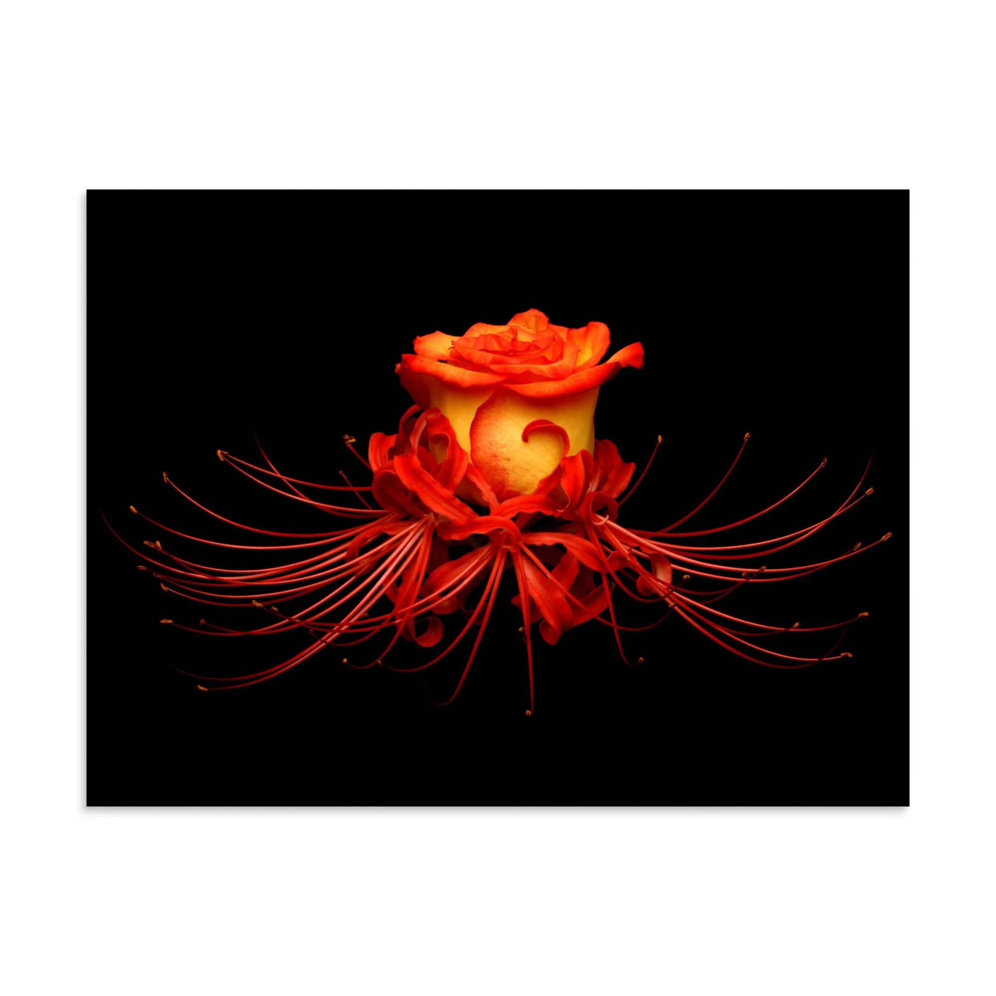 enhanced-matte-paper-poster-(in)-30x40-front-6a78f9d80b713.jpg