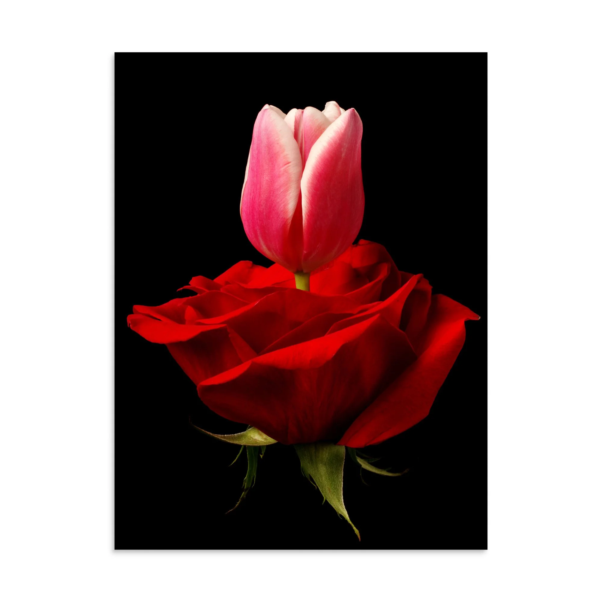 enhanced-matte-paper-poster-(in)-30x40-front-6a7900f280ce4.jpg