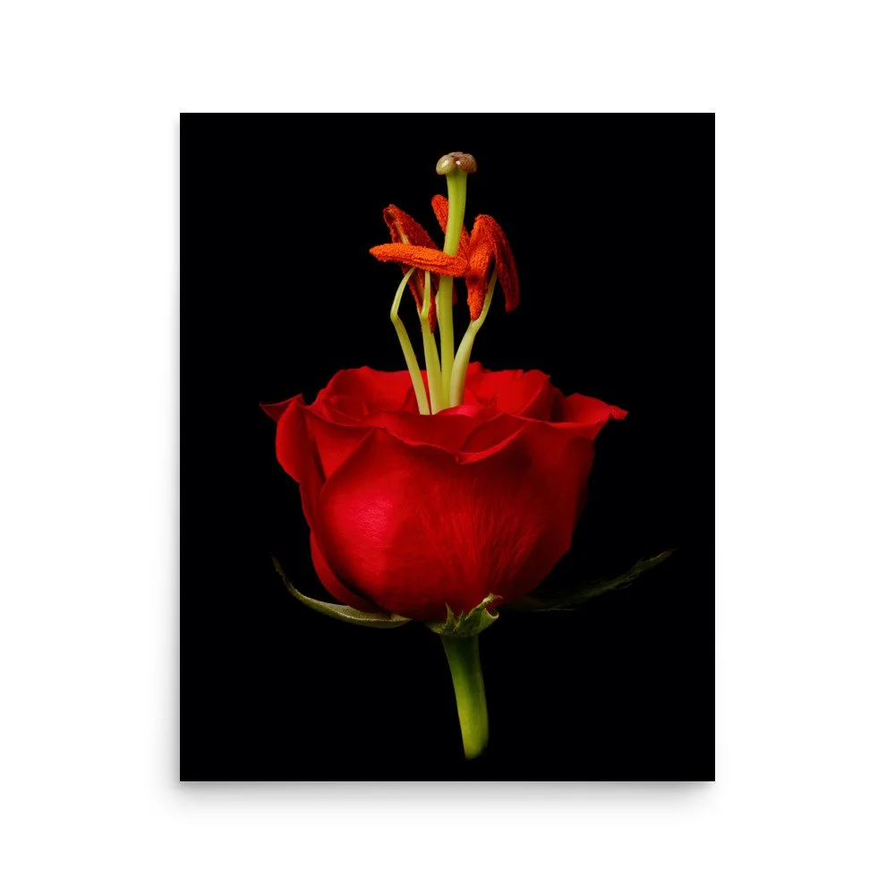 enhanced-matte-paper-poster-(in)-16x20-front-6a79081e29863.jpg