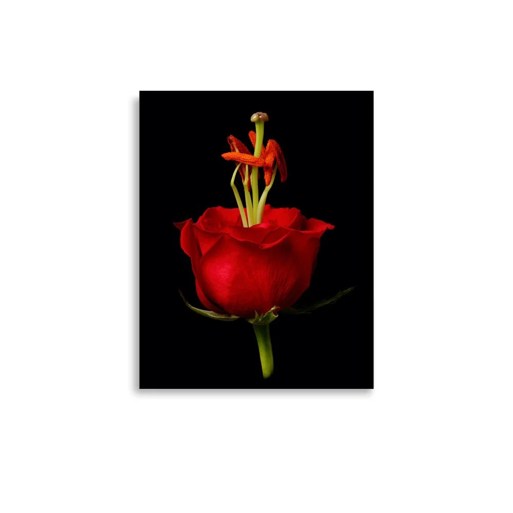 enhanced-matte-paper-poster-(in)-11x14-front-6a79081e2a0b8.jpg