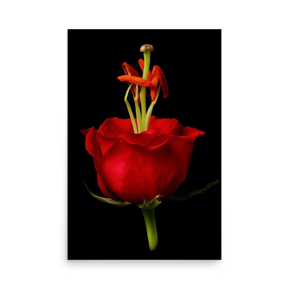 enhanced-matte-paper-poster-(in)-24x36-front-6a79081e2a11e.jpg
