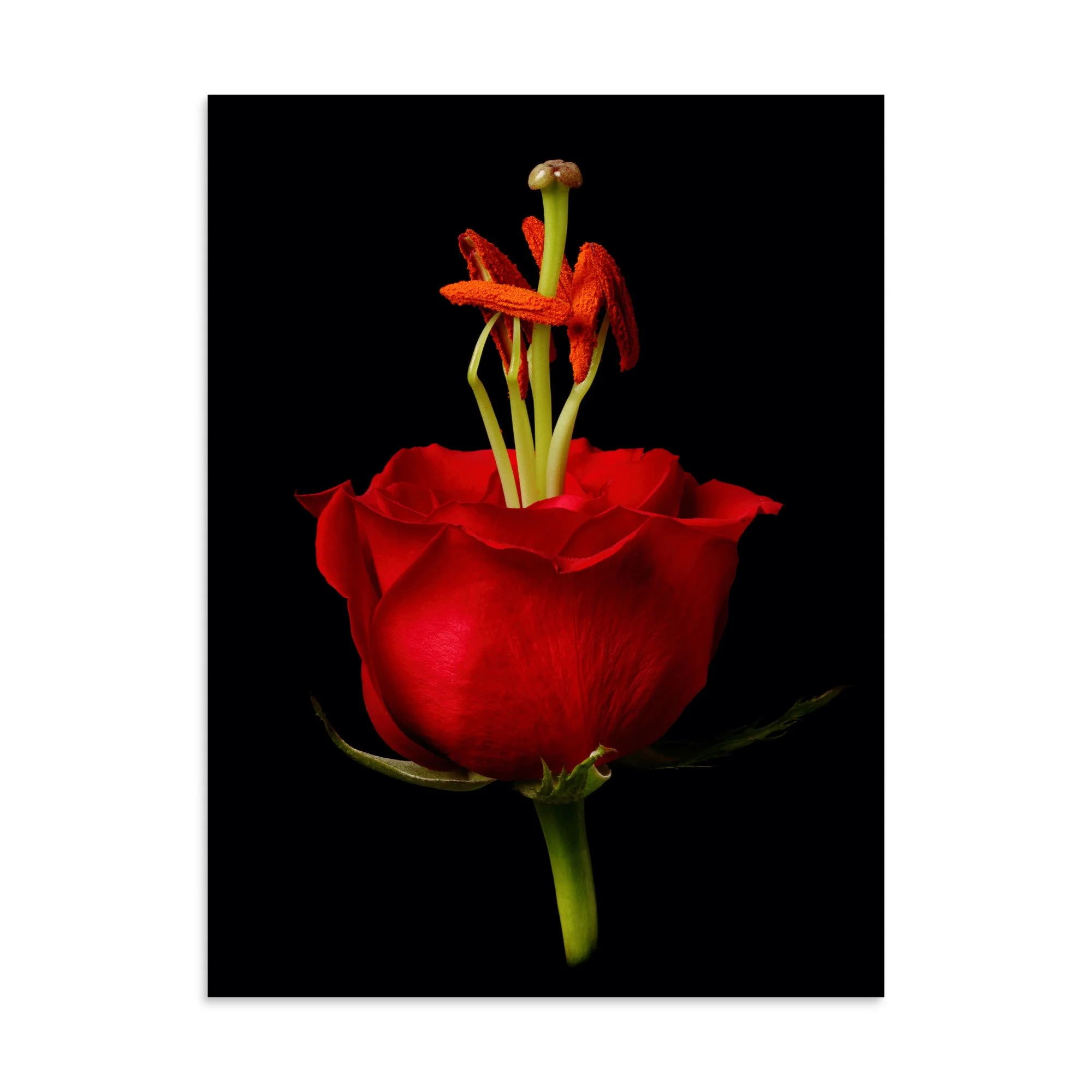 enhanced-matte-paper-poster-(in)-30x40-front-6a79081e2a153.jpg