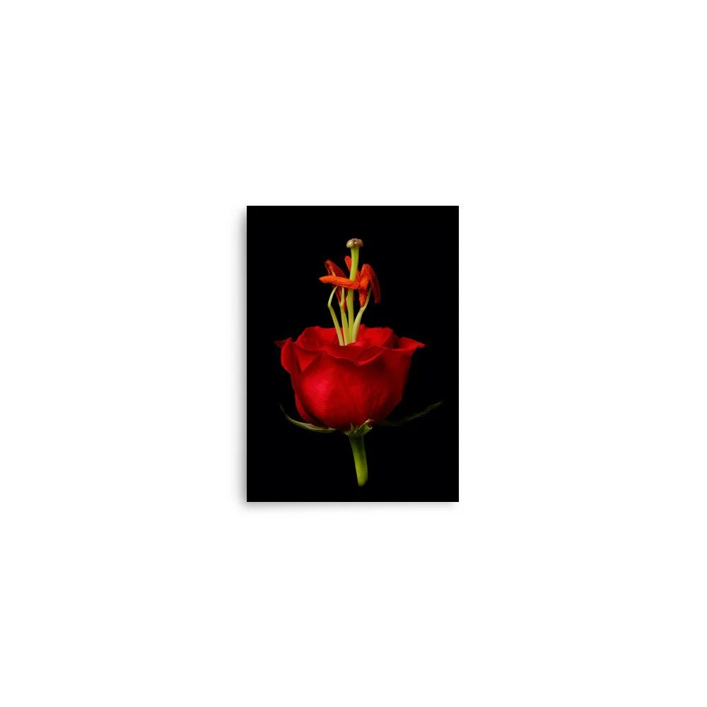 enhanced-matte-paper-poster-(in)-5x7-front-6a79081e2a17d.jpg