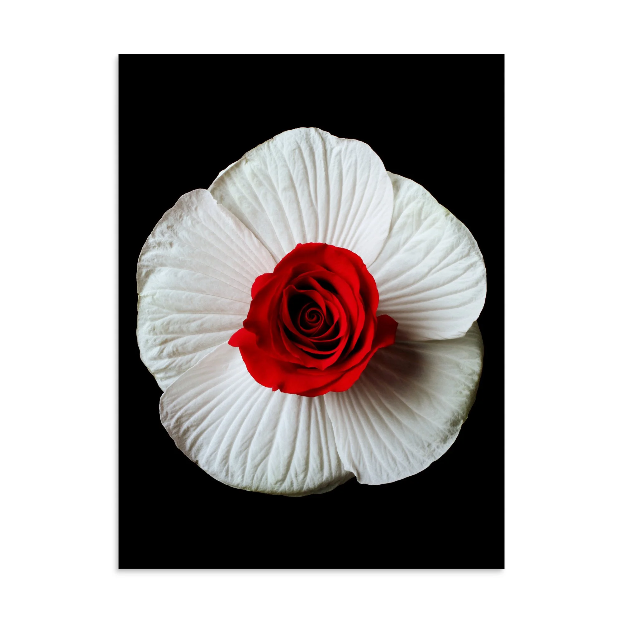 enhanced-matte-paper-poster-(in)-30x40-front-6a793eb72c272.jpg