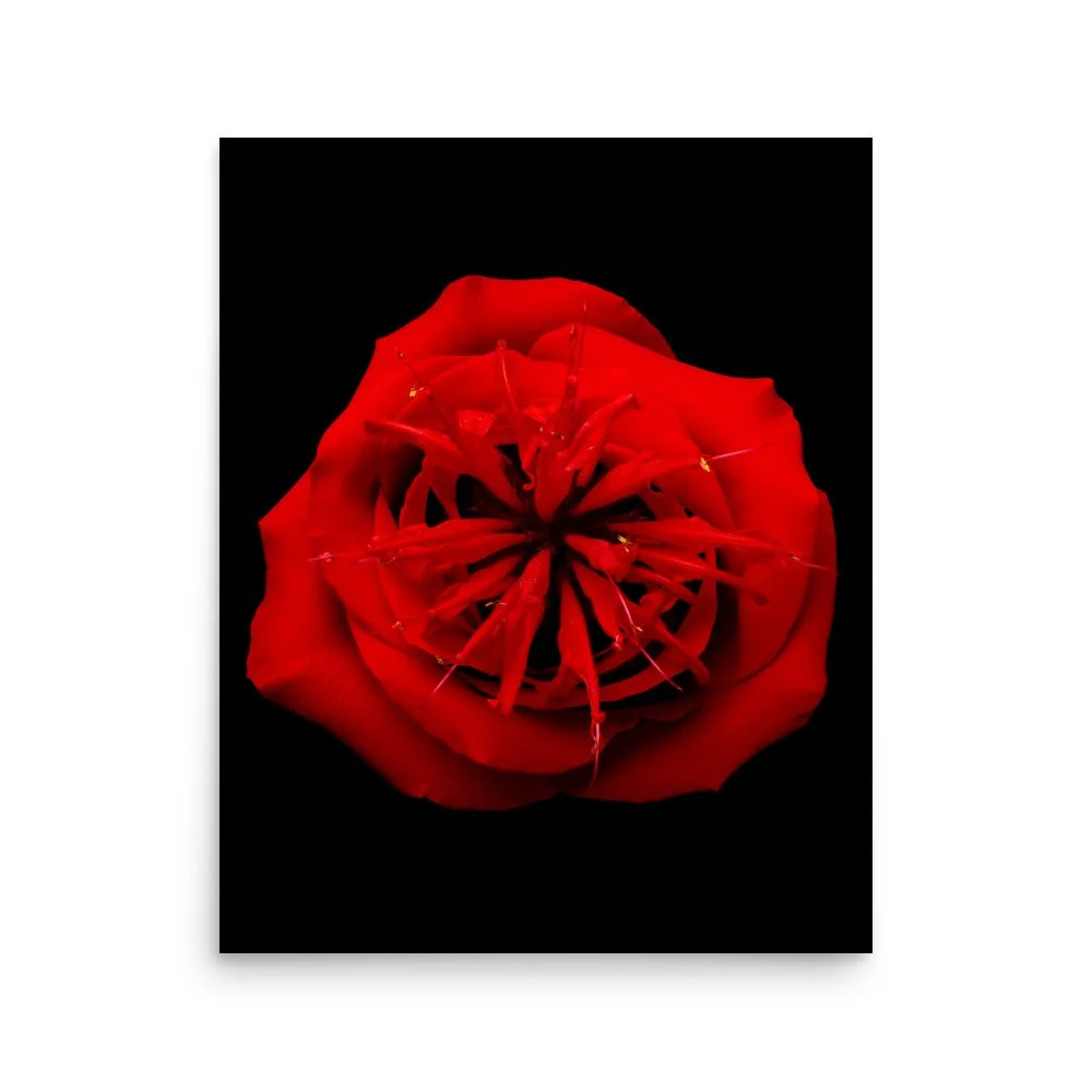 enhanced-matte-paper-poster-(in)-16x20-front-6a7a48cf949e1.jpg