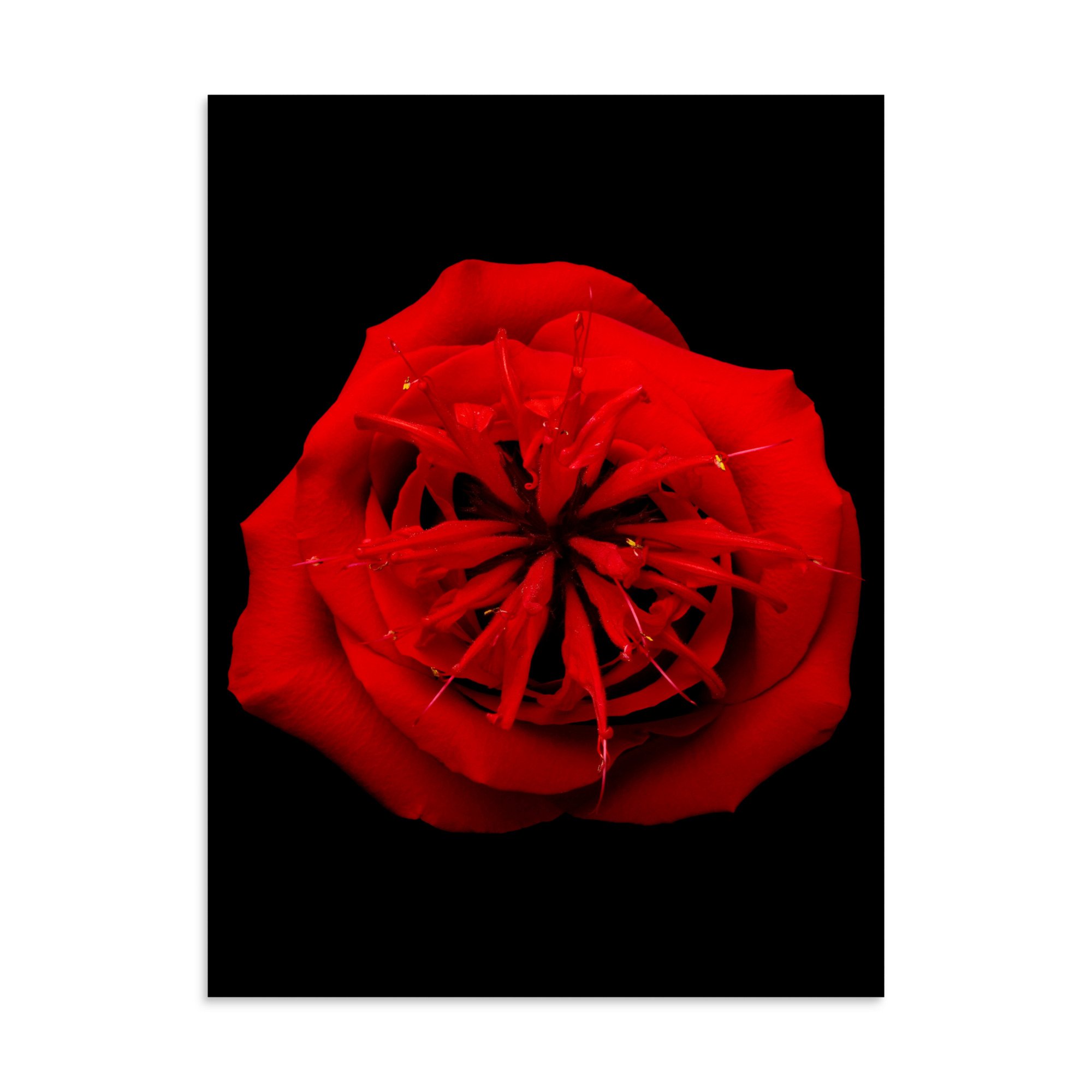 enhanced-matte-paper-poster-(in)-30x40-front-6a7a48cf9538f.jpg