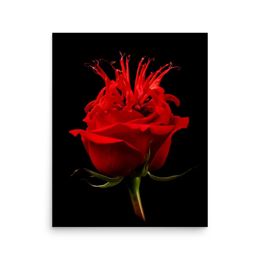 enhanced-matte-paper-poster-(in)-16x20-front-6a7a59bc549ea.jpg