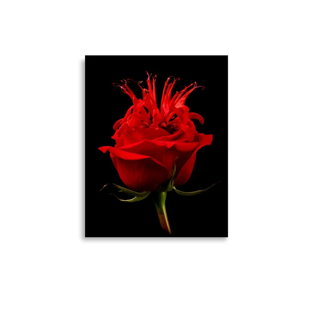 enhanced-matte-paper-poster-(in)-11x14-front-6a7a59bc5546f.jpg