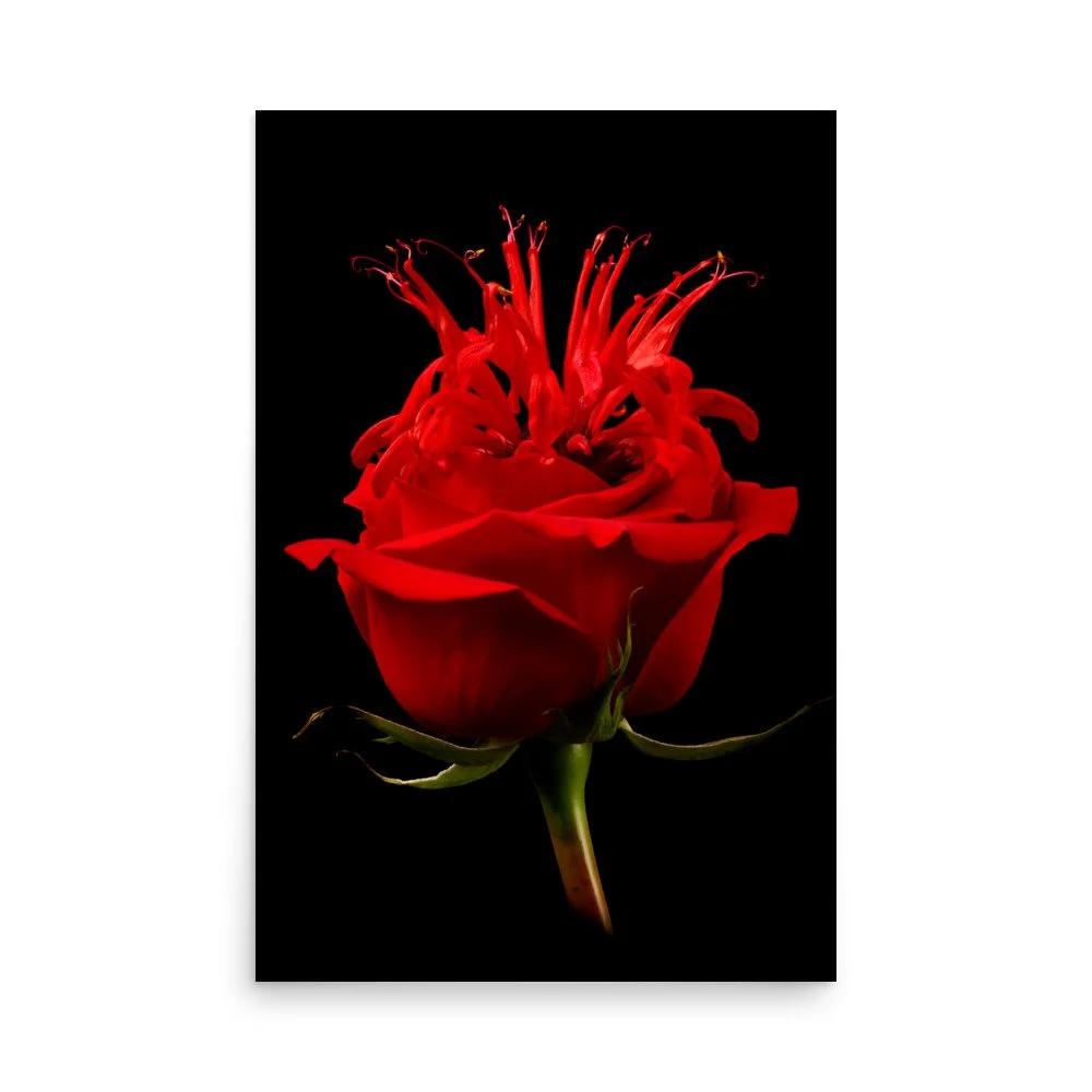 enhanced-matte-paper-poster-(in)-24x36-front-6a7a59bc554ef.jpg